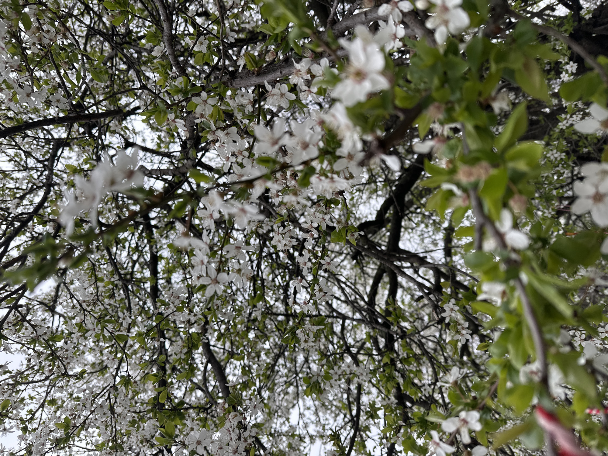 The image depicts a tree in full bloom with white flowers and green leaves against a cloudy sky. The perspective is from below, looking upwards into the canopy. The location is unspecified, and there's no indication that it is in Sofia, Bulgaria or any other specific place. No people or other subjects are visible besides the tree itself.