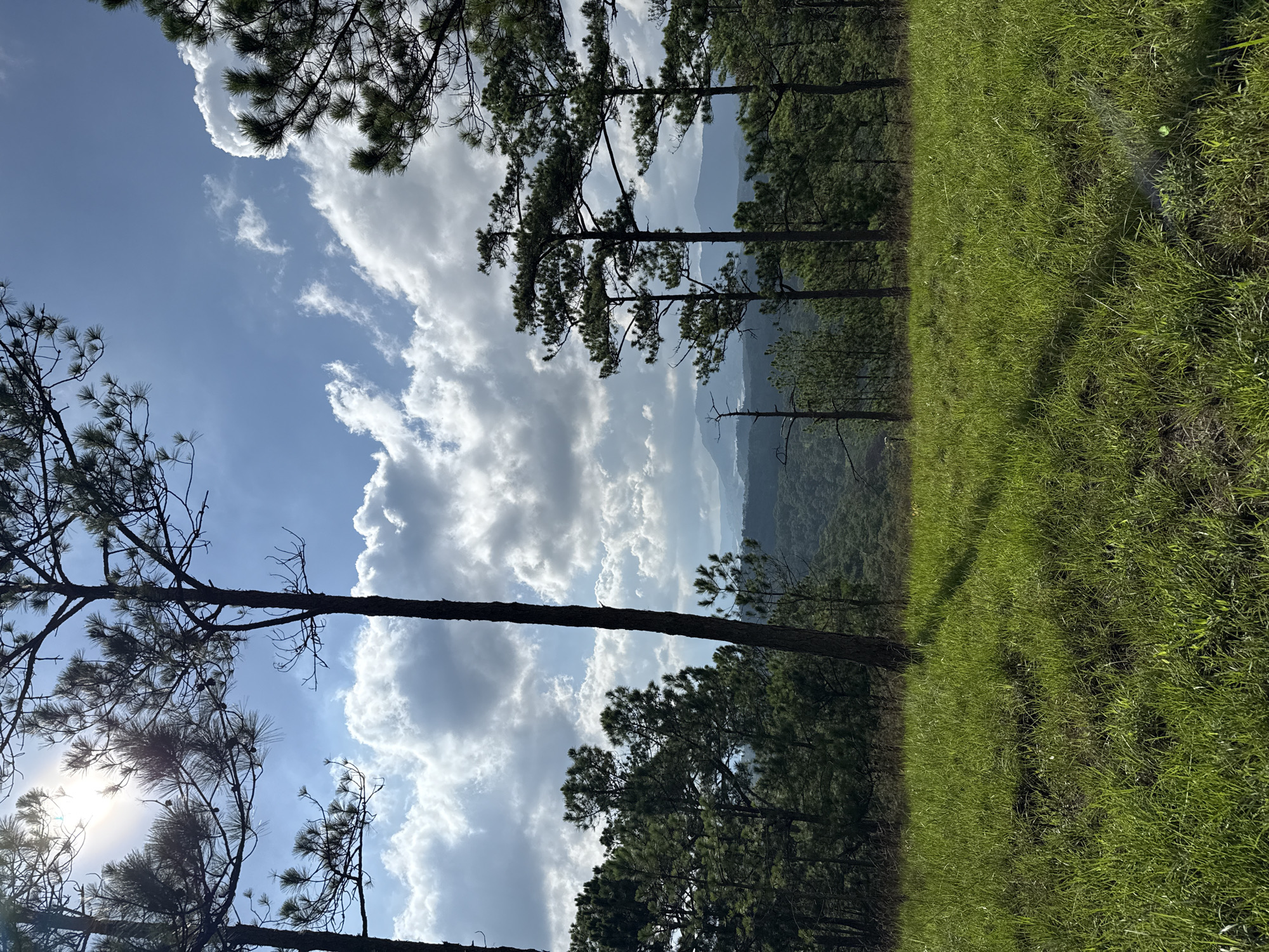 The image presents an outdoor natural landscape located in Lam Vien - Da Lat, Vietnam. The scene is composed of a foreground of green grass, a midground dense with pine trees, and a background of distant mountains under a partly cloudy sky with visible sun.
The foreground consists of a vibrant green grassy field, appearing uniformly cut or naturally short. Shadows, cast from the trees in the midground, extend diagonally across the grass from left to right. A lens flare or sun reflection is faintly visible in the lower right section of the grass.
The midground is populated by numerous tall, slender pine trees. The trunks of several prominent trees are dark silhouettes against the bright sky and distant terrain. These trees display characteristic dark green needle-like foliage, with some branches showing individual pinecones. A dense line of pine forest stretches horizontally behind the foreground trees, forming a dark green mass.
In the background, a series of undulating hills and mountains are visible, rendered in muted blue and gray tones, suggesting atmospheric haze and distance. These landforms span the horizon above the midground forest.
The upper portion of the image reveals a bright blue sky partially covered by scattered cumulus clouds. The clouds vary in form and density, from wispy white to more substantial, darker gray formations. The sun is prominently positioned in the upper left quadrant, partially obscured by tree branches, generating a strong glare and radiating light. No human figures, animals, or artificial structures are discernible within the frame.
