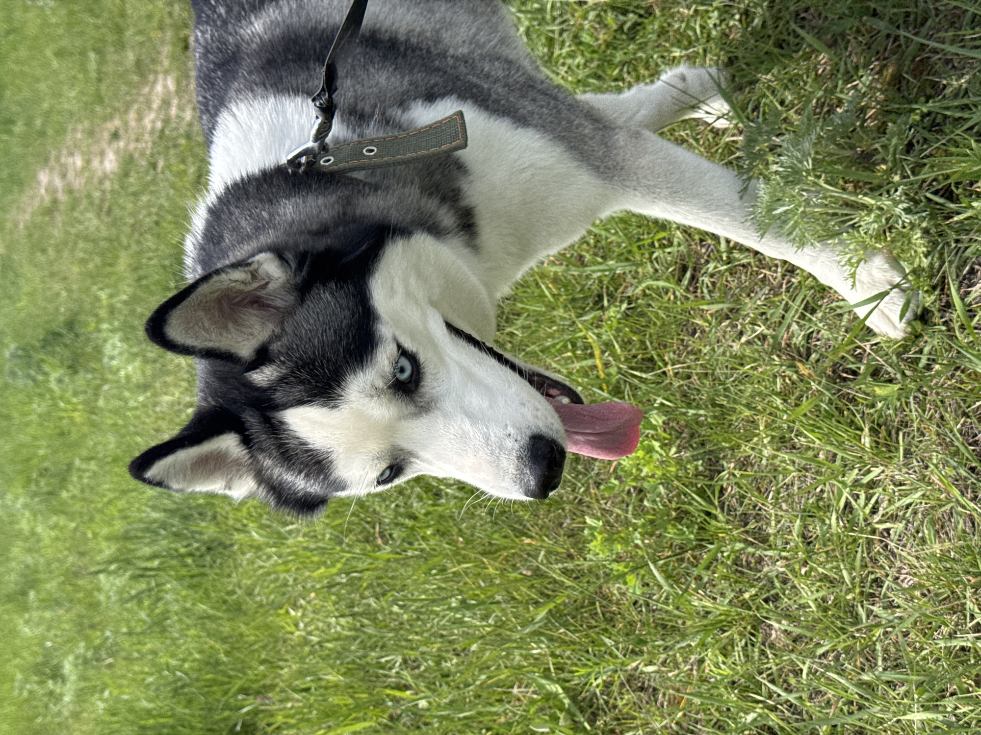 A husky dog with black and white fur, blue eyes, and a pink tongue is on a green lawn. The dog is on a leash, and the leash is attached to a green collar. The dog is lying on its side.