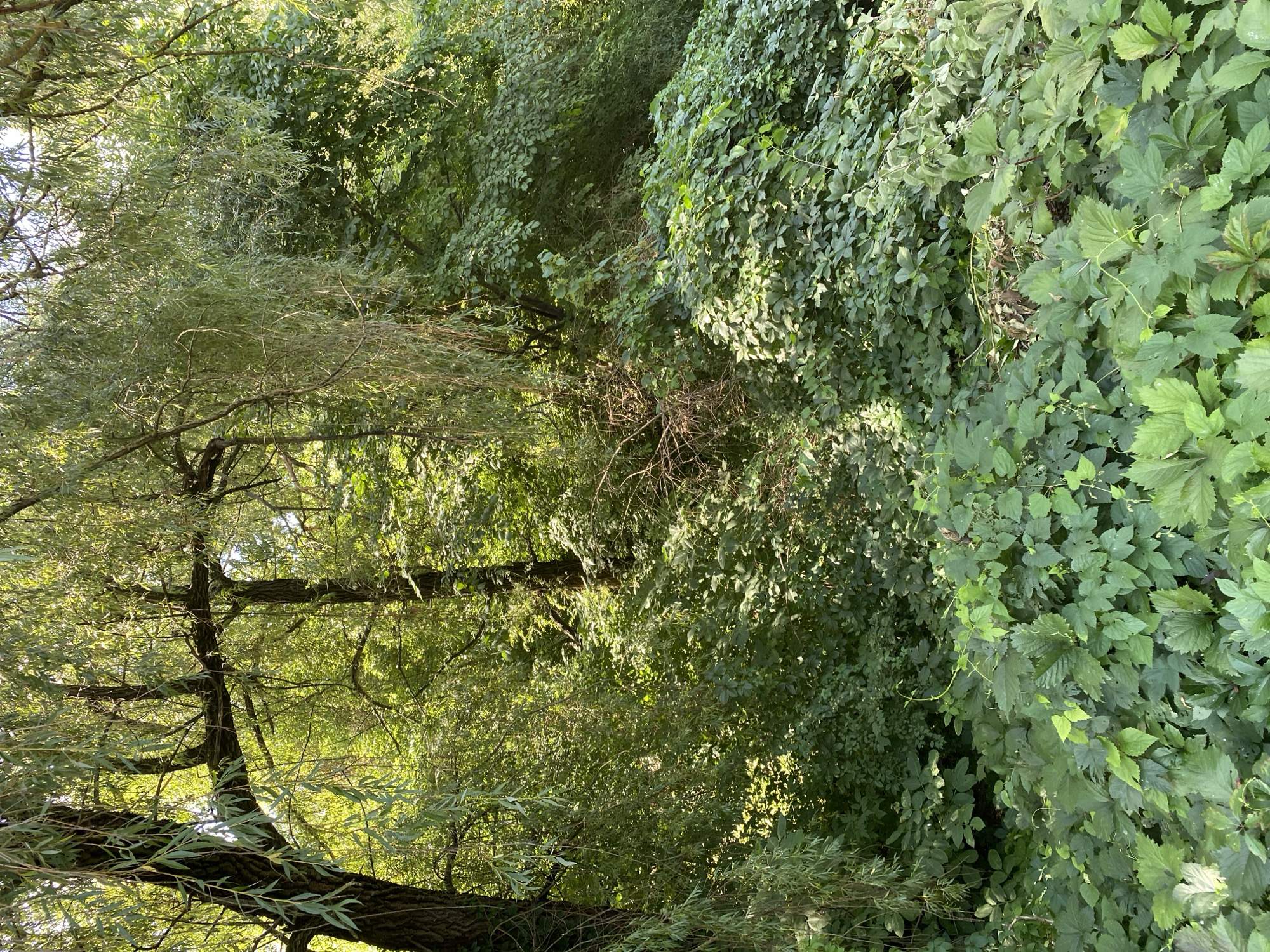 The image shows a dense, overgrown thicket of green foliage, likely in a park or natural area. The foreground is dominated by a lush carpet of ground cover plants with broad, lobed leaves. Behind this, a dense mass of bushes and trees rises, creating a wall of green. Sunlight filters through the leaves, dappling the scene with light and shadow. The overall impression is one of untamed nature, with the vegetation appearing thick and almost impenetrable. The context provided suggests this scene is located in Vinnytsia, Ukraine, implying an outdoor environment within the city's limits, possibly a less manicured section of a park or a natural reserve. No people, animals, or artificial structures are visible. The image is a still shot with no discernible action taking place.