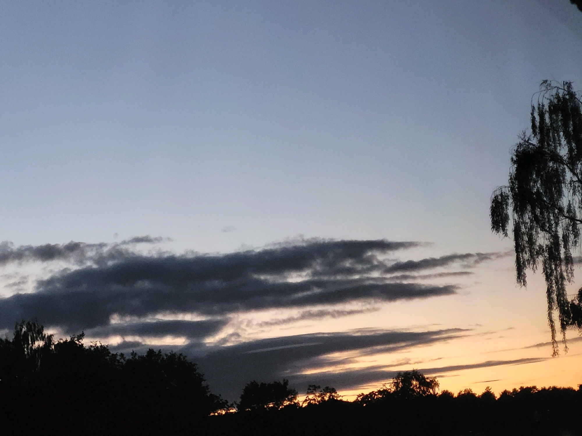 This image depicts a sunset over a silhouetted treeline in Ozolnieki, Latvia. The sky is a gradient of pale blue at the top, transitioning to a soft orange and yellow near the horizon, with dark, wispy clouds stretching across the middle ground. A weeping willow tree, its branches hanging downwards, is visible in silhouette on the right side of the frame. The foreground is dominated by the dark silhouettes of trees and foliage, obscuring any ground-level details. No people or specific man-made structures are discernible. The overall scene is one of natural twilight.