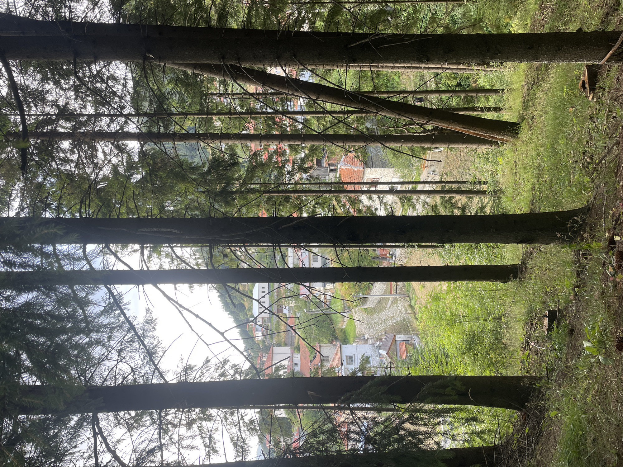 The image depicts a view through a forest of tall evergreen trees, looking out onto a hillside village. The foreground is dominated by the dark trunks and branches of the trees, with dappled sunlight filtering through. The middle ground reveals a cobblestone road winding uphill, bordered by green vegetation and several houses. These houses are characterized by their tiled roofs, predominantly in shades of red and orange, and their white or light-colored walls. Some have visible windows and chimneys. In the background, the hillside continues to be populated with more houses, interspersed with trees and greenery, under a bright, overcast sky. The overall impression is one of a rural village nestled within a forested mountainous region. The image does not contain any people or specific actions. The location is stated as the city of Manastir, Bulgaria.