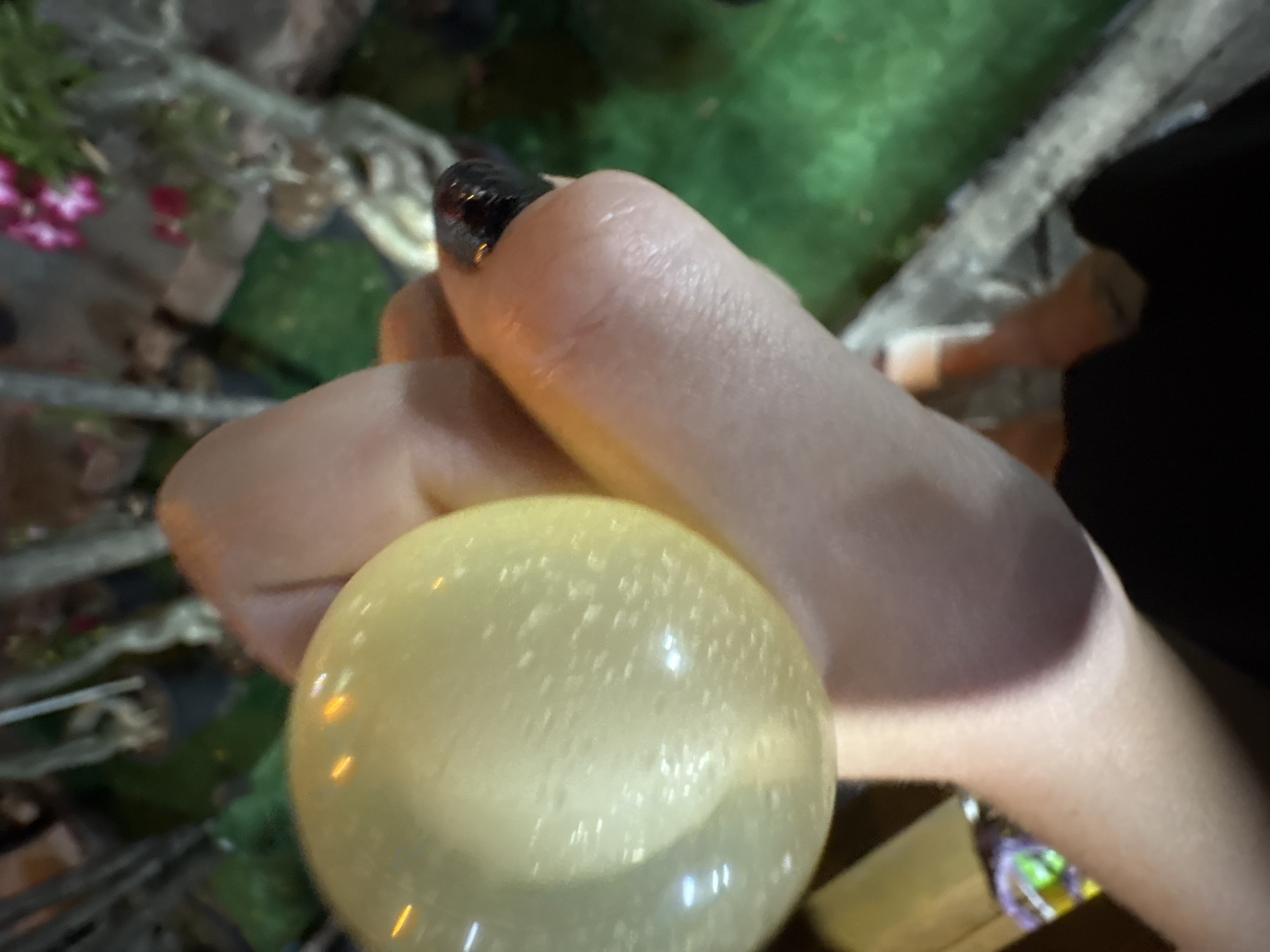The image shows a close-up of a person's hand holding a yellow water balloon. The balloon appears to be translucent and has small bubbles or imperfections within it, as well as reflections of light on its surface. The hand holding the balloon has a dark-colored fingernail polish on one of the fingers. The background is out of focus but appears to be an outdoor setting with some greenery, possibly grass, and some wooden elements that could be part of a fence or railing. There are also some pink flowers visible in the upper left corner. The lighting suggests it might be evening or a dimly lit area, with artificial lights causing reflections on the balloon. The overall impression is a candid shot of someone about to engage in a water balloon activity. There is no visible text in the image.