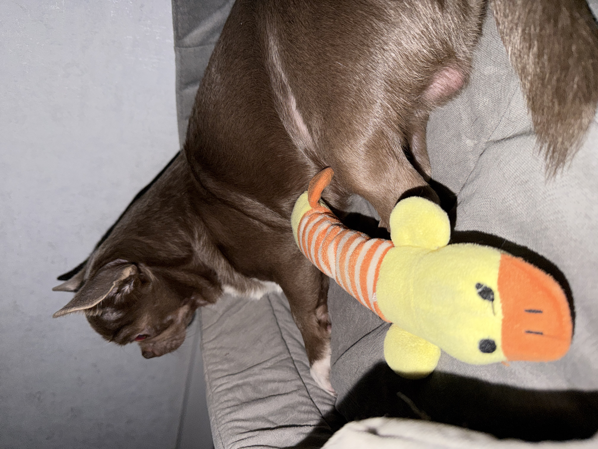 A brown chihuahua is resting on a gray couch, with its head hanging over the edge. A yellow and orange stuffed animal, shaped like a duck, rests on the couch near the dog's body. The dog's tail is visible, and its fur appears smooth. The environment is a domestic setting, likely indoors. The image does not indicate that it was taken in Votkinsk, Russia or any other specific location.