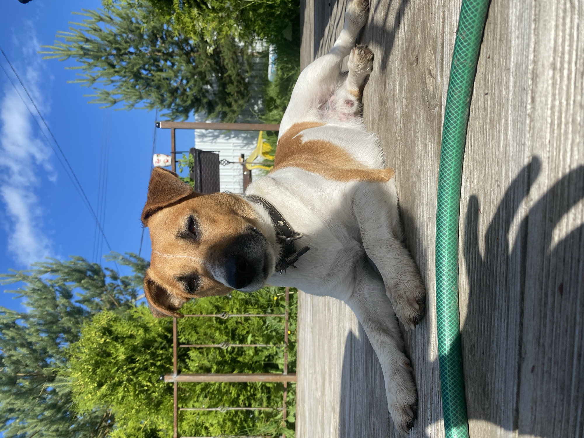 A Jack Russell Terrier is lying on a wooden deck outdoors, with a green garden hose in the foreground. The dog is predominantly white with tan markings on its head and back. It is wearing a dark collar and appears relaxed. Behind the dog, there is a fence, lush green bushes, and trees, with a bright blue sky and white clouds visible above. The scene is set in the city of Bol'shoe Zaborod'e, Russia.