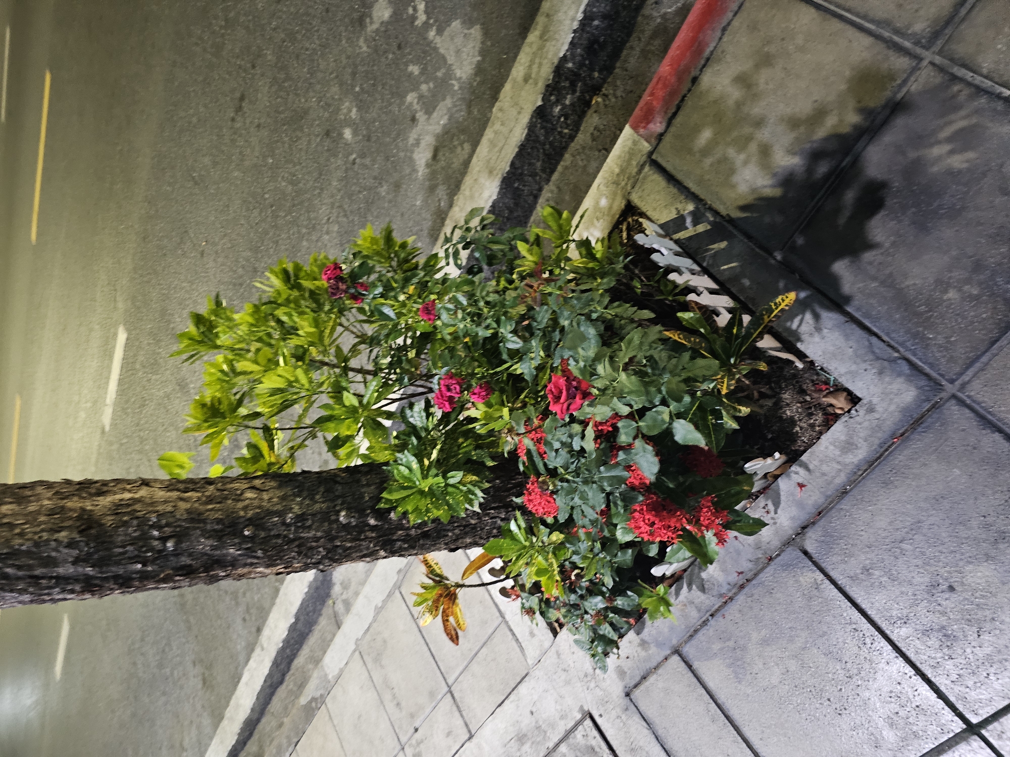 The image captures a street scene at night in Bangkok, Thailand. A tree trunk, rough and dark, stands prominently on the left side of the frame. It is surrounded by a planter box filled with vibrant red ixora flowers and some pink roses. Green foliage is abundant, creating a lush display.
The planter box itself is small and white, edged with a decorative pattern of what appear to be stylized human figures. The ground around the planter is paved with square concrete tiles, typical of a city sidewalk.
Beyond the sidewalk, a dark asphalt road is visible, marked with white and yellow lines, indicating it is a street. The road surface appears slightly wet, reflecting the ambient light. A curb separates the road from the sidewalk, with a section painted red and white. The overall lighting suggests it is nighttime, possibly with streetlights casting illumination on the scene. No people are visible in the image, and there are no obvious actions or interactions taking place.