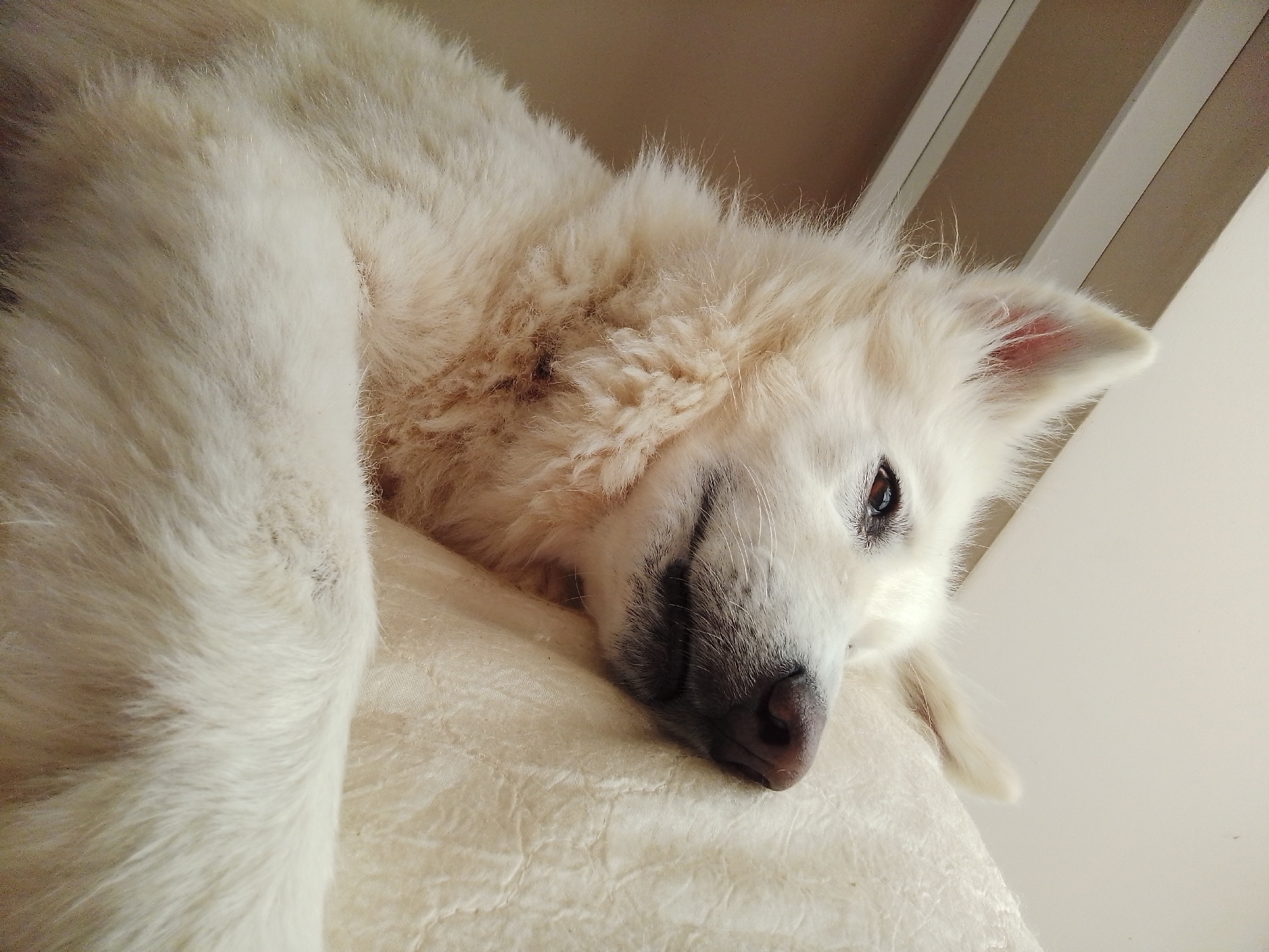 A white dog with long fur is lying down on a cream-colored textured surface. The dog's head is resting on the surface, and its eyes are open, looking towards the right. The background consists of a wall and ceiling with angled, cream-colored beams. The scene is indoors, likely in a residential setting in Çınarcık, Turkey.