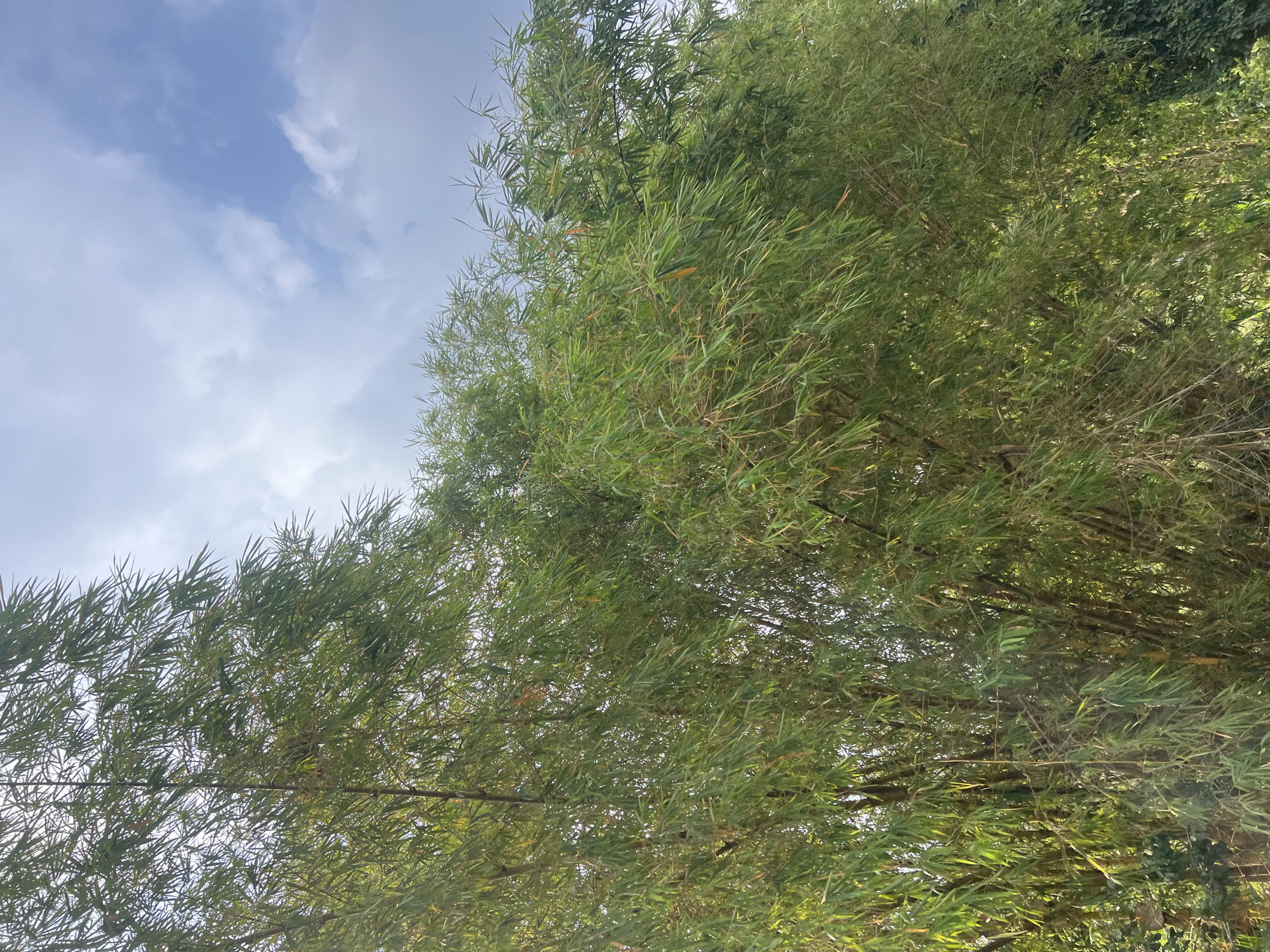 The image shows a dense bamboo grove with its long, slender leaves and stalks reaching towards a partly cloudy sky. The bamboo canopy is thick and verdant, with some leaves appearing dried and yellowish amongst the predominantly green foliage. The scene appears to be an outdoor natural setting, likely a garden or a natural area within or near the city of Ngaglik, Indonesia. The lighting suggests it might be daytime, with the sun's rays filtering through the leaves in some areas, while other parts are in shadow. There are no people or animals visible in the frame. The overall impression is one of lush, natural growth.