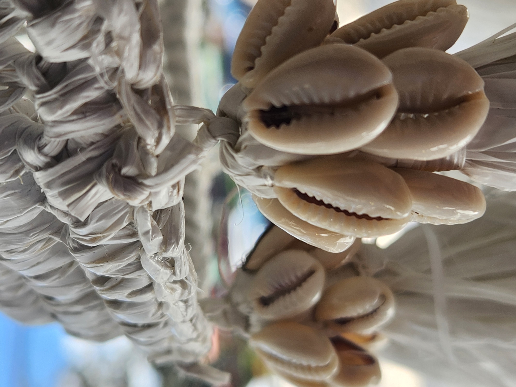This is a close-up, eye-level, vertical shot of two clusters of small, light-colored cowrie shells. The shells are tied together with white twine and hang from a thicker, twisted white rope that spans the top of the frame. The rope appears to be made of some kind of woven fiber, possibly straw or synthetic material. The shells are smooth and have a characteristic oval shape with a distinct opening along one side. The lighting is soft and diffused, creating a slightly hazy effect. The background is out of focus, showing blurred shapes and colors that suggest an outdoor environment with blue sky and green foliage. No people or animals are visible in the image, and no specific location in Maitland, United States of America can be identified from the visual information provided. The scene appears to be decorative, possibly part of a craft, jewelry, or a tropical-themed art installation.