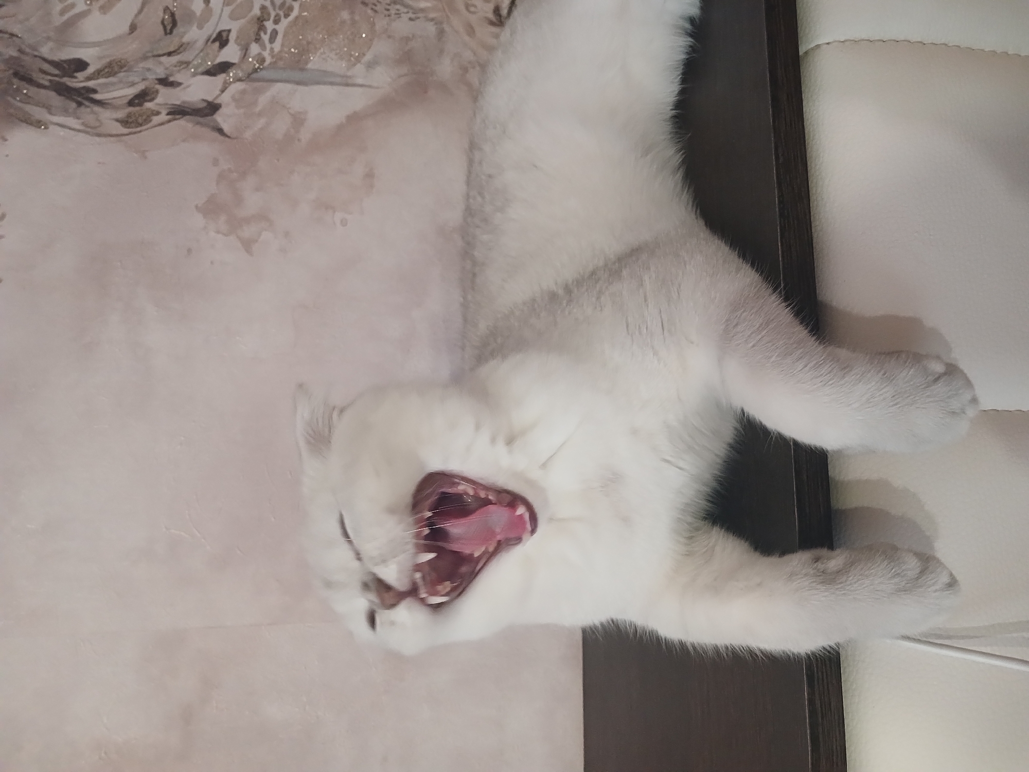 A light-colored cat is lying on a surface with its mouth open wide in what appears to be a yawn. The cat has white fur and a pink tongue visible in its open mouth. The cat is positioned on a surface with a light-colored wall or headboard behind it. A textured surface, possibly a bed or other piece of furniture, is visible in the upper left corner. The location is not discernible from the provided image.
