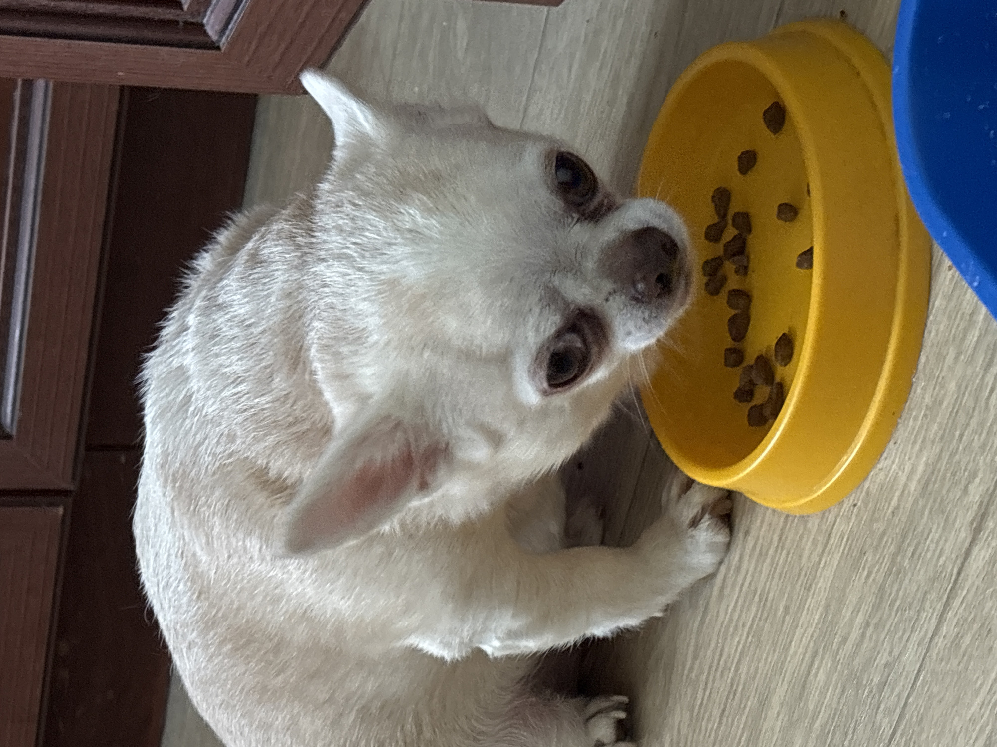 A small, light-colored dog, resembling a Chihuahua, is positioned on a light-toned wood or laminate floor. The dog is leaning forward with its head near a bright yellow plastic bowl containing several pieces of dark brown kibble. Its dark eyes are visible, looking downwards towards the food. A partial view of a blue plastic bowl is present in the lower right foreground. In the background, dark brown wooden cabinetry or furniture with visible paneling is situated against a wall. The scene is indoors in the city of Chaikovsky, Russia.