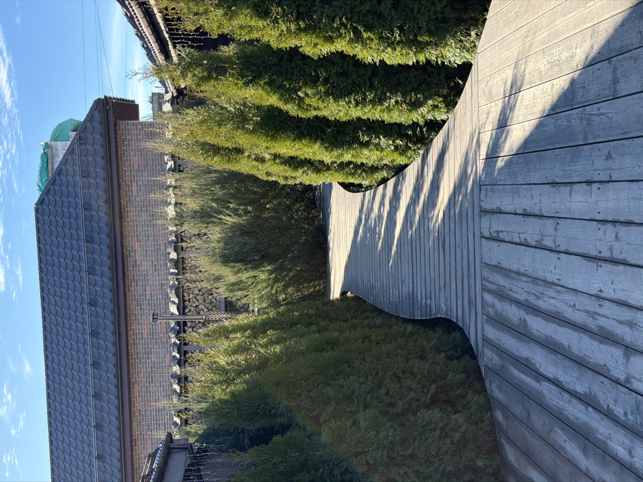 The image displays an outdoor residential or garden scene in Skotnoe, Russia, under clear blue skies with minimal cloud cover. A weathered, light-grey wooden plank pathway, approximately 2 meters wide in the foreground, curves gently into the midground, narrowing as it recedes. The pathway is illuminated by direct sunlight, casting elongated shadows across its surface.
Two parallel rows of uniformly shaped, conical evergreen trees, approximately 2 to 3 meters in height, flank the pathway. The trees appear healthy and well-maintained. Behind the leftmost row of trees, a denser mass of similar evergreen shrubbery is visible.
In the background, on the left side, the facade of a building constructed with red-brown bricks is partially visible, topped with a dark, ridged tiled roof. A dark brown downspout is affixed to the building's corner, and a string of white icicle-shaped lights hangs from an overhang. A green tarp covers a section of the roof further back, possibly indicating ongoing construction or stored materials. To the right of this building and above the trees, a low wall or fence made of stacked dark stones or bricks is visible, behind which a large, neatly stacked pile of cut firewood is present. A slender, metallic vertical pipe, consistent with a chimney or vent, rises from behind the firewood stack. A portion of another building with a dark tiled roof is visible in the background on the right. No people or animals are present.