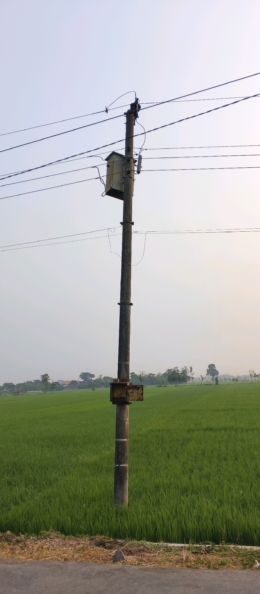 In the town of Japanan, Indonesia, a concrete utility pole stands in a vibrant green rice paddy under a pale sky. The pole supports overhead electrical wires and a small, weathered transformer box, painted a faded yellow. The scene is framed by a dry grassy roadside in the foreground and a distant line of trees and buildings. No people are visible.