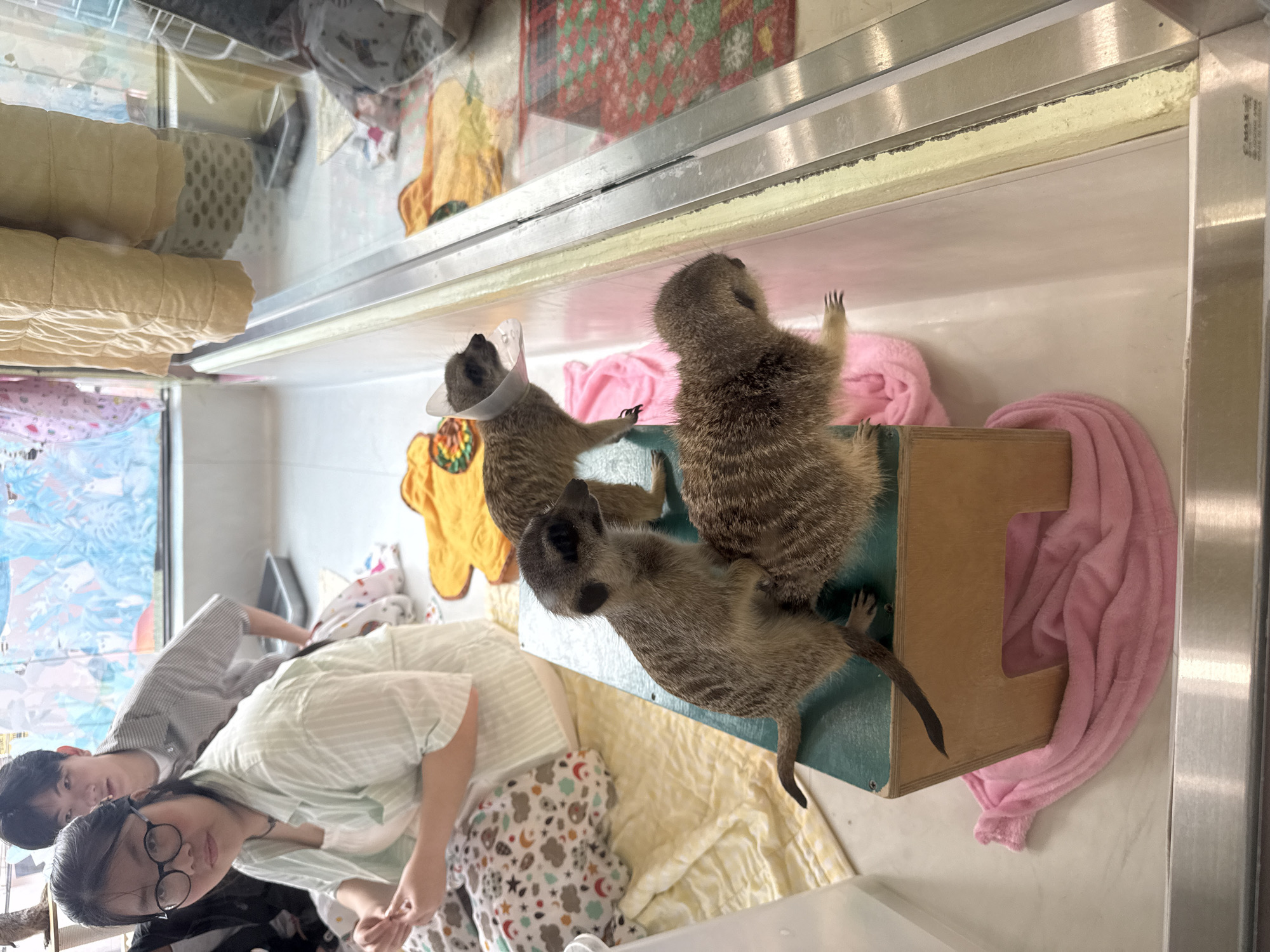 Three meerkats are inside an enclosure, potentially at a zoo or animal park. Two people, a young woman wearing glasses and a striped shirt, and a young man, are present. The enclosure is part of a structure with a glass or acrylic front, possibly to allow visitors to view the animals. Inside the enclosure, there are soft blankets, a wooden structure with a hole, and other items. One of the meerkats is wearing a medical collar. The presence of the people suggests an interactive environment. The location is inferred to be in the city of Seoul, South Korea based on information available about animal cafes or zoos in the area.