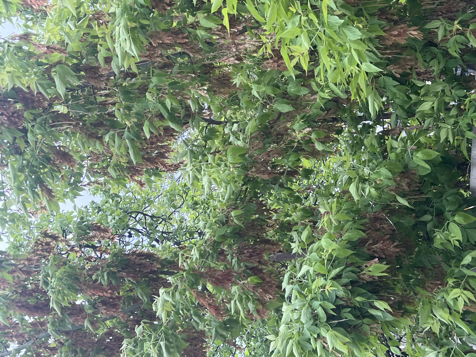 An upward-angled view of a tree with green leaves and brown seed pods in Boguchar, Russia. The sky is partially visible through the branches.
