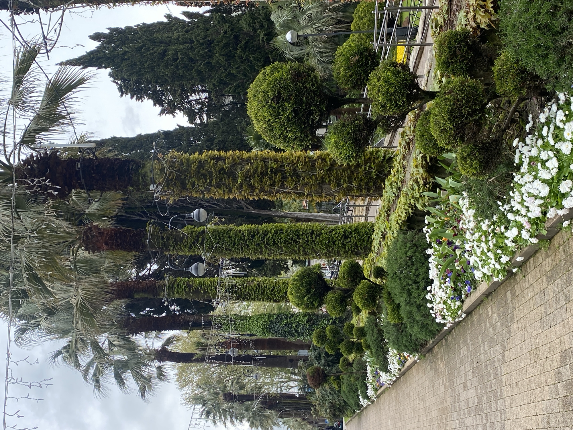 The image depicts a lush, manicured garden scene in Sochi, Russia. A row of palm trees lines the left side, their trunks adorned with decorative lighting. Adjacent to the palm trees are columns of dense green foliage, likely shaped vines or shrubs, with occasional lampposts interspersed. To the right, precisely shaped topiary trees create a visual rhythm, followed by a flowerbed overflowing with white daisies and smaller purple and yellow flowers. A paved walkway runs along the right side of the frame, bordered by a low wall. The sky is overcast, and the overall impression is one of deliberate landscaping and maintenance.