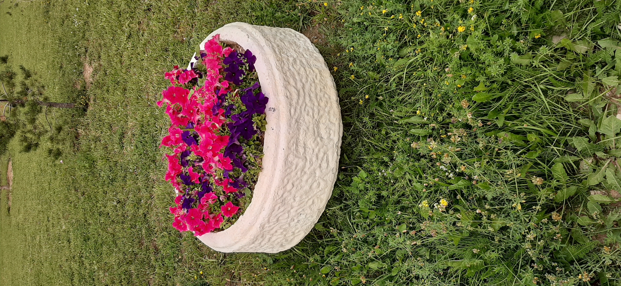 In a grassy area with a small pine tree in the background, a large, off-white concrete planter is filled with bright pink and deep purple petunias. The planter has a rough, textured surface. The surrounding grass is green and appears somewhat unkempt, with a scattering of small yellow and white wildflowers.