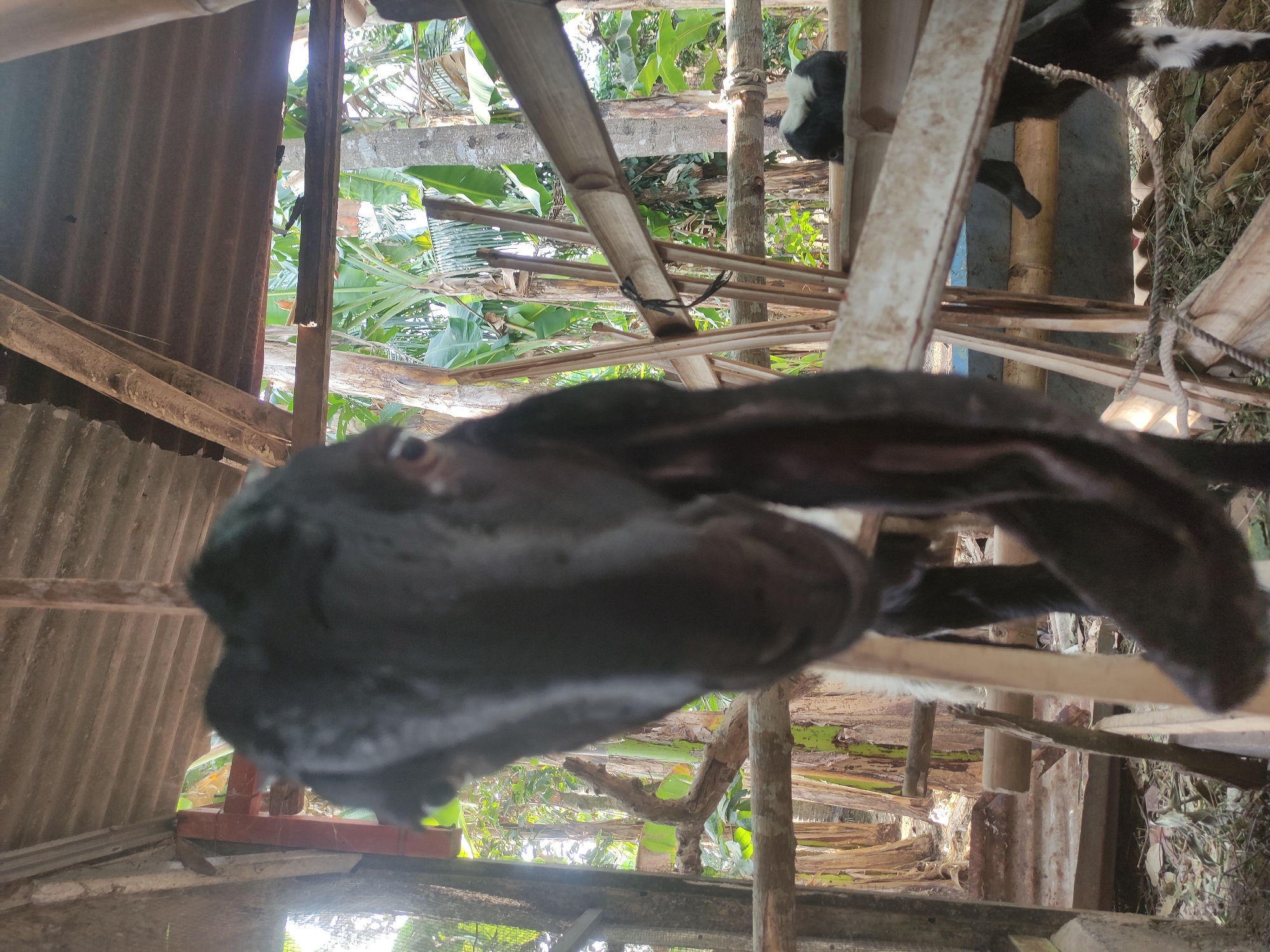 A black goat with long ears is in the foreground, facing the camera. It is inside a wooden enclosure with a corrugated metal roof. In the background, there are banana trees and other vegetation, indicating a rural or semi-rural environment. The scene appears to be in Klampok, Indonesia, likely a farm or livestock holding area.
