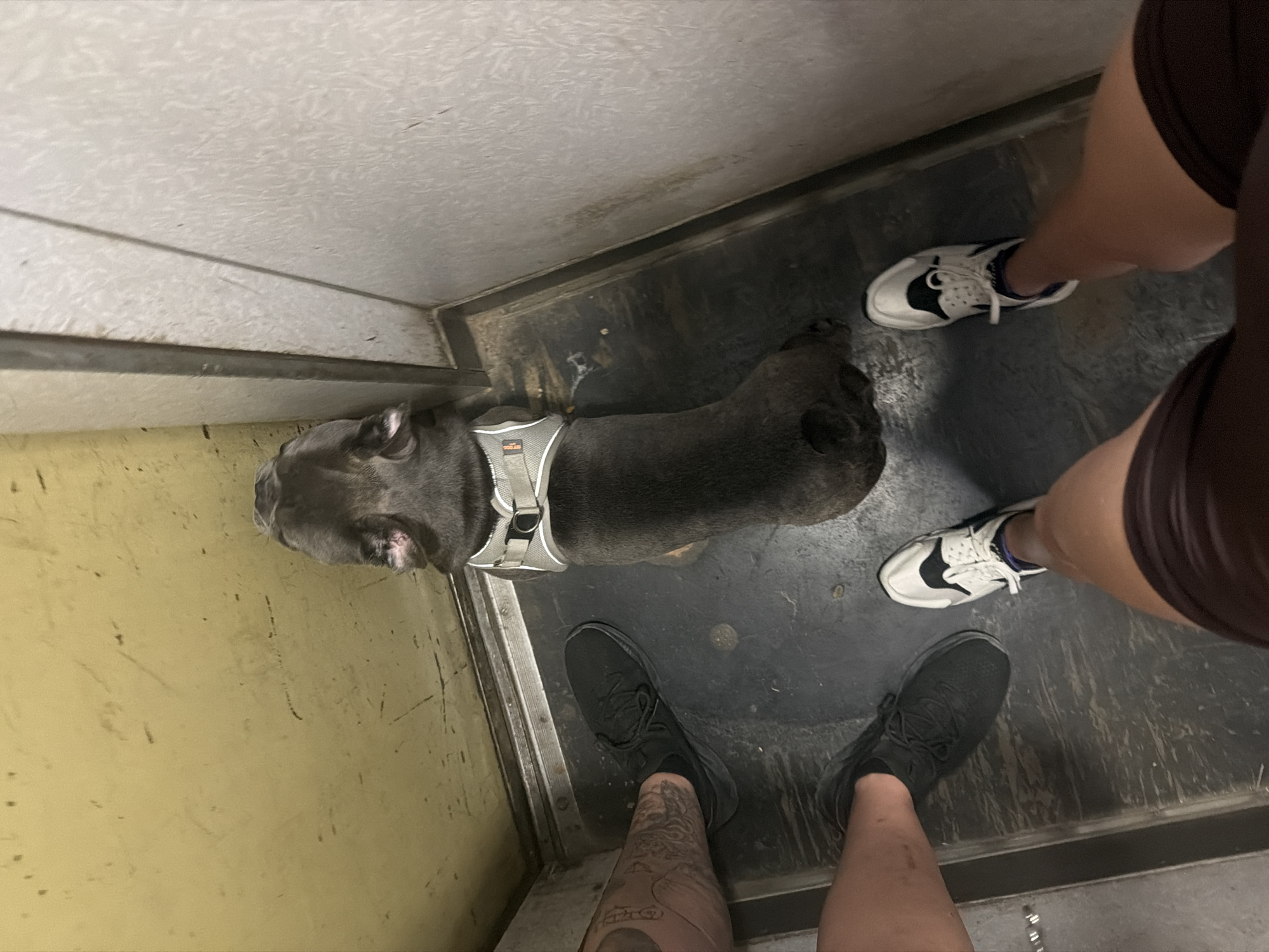 In Ruse, Bulgaria, an indoor scene shows a French bulldog wearing a harness. The dog is positioned in the center of the frame, facing away from the camera and looking down at the floor. Three individuals are partially visible. On the left, a person's legs are visible, one with extensive tattoos and wearing a black athletic shoe, and another person's legs are visible above, wearing dark pants. In the foreground, two legs are visible, one wearing a black athletic shoe and the other wearing a white and black athletic shoe. The environment appears to be a utility room or corridor with yellow and textured grey walls and a dark, scuffed floor.