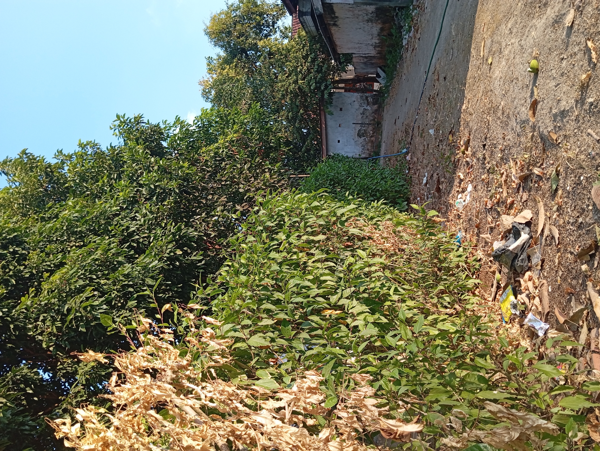 In Padurungan, Indonesia, a narrow dirt path is visible, flanked by a dense green hedge on the left. A portion of the hedge on the far left exhibits dried, brown foliage. Beyond the hedge, large trees with lush green leaves dominate the upper left and central portions of the image. The path leads towards buildings with white, weathered walls on the right, suggesting a residential or industrial area. Scattered on the ground along the path and beside the hedge are various pieces of debris, including plastic wrappers, leaves, and other refuse. A green hose runs along the edge of the path on the right. The sky is a clear, bright blue, indicating fair weather. The lighting suggests it is daytime, possibly late afternoon due to the long shadows cast. No people are visible in the scene.