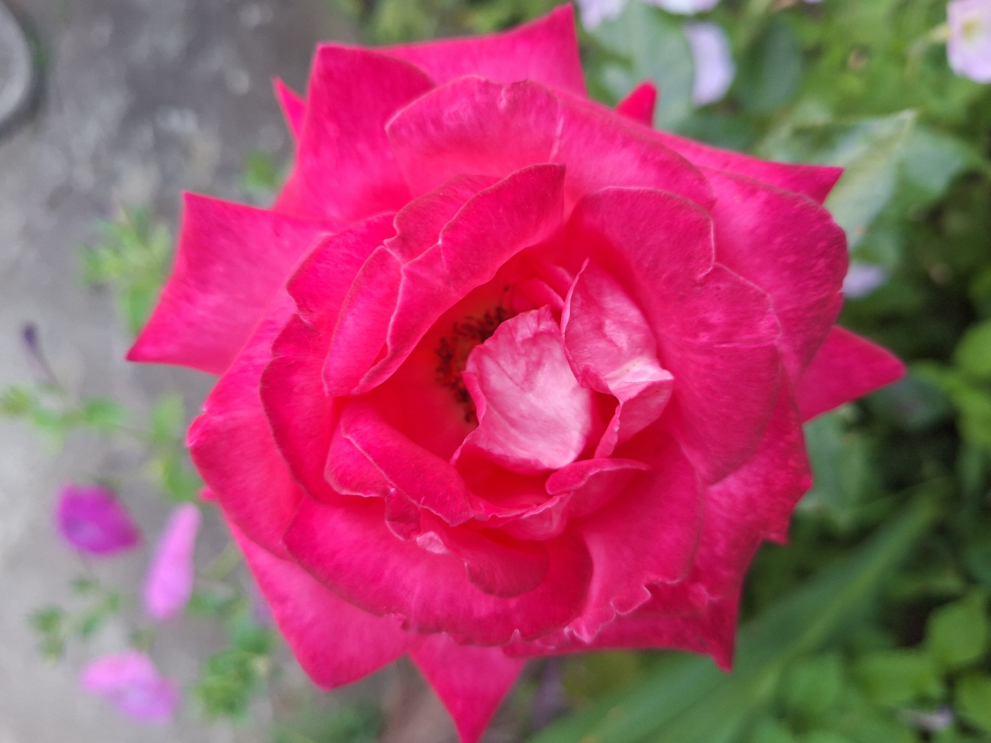 This is a close-up, vertical, eye-level, outdoor, natural light photograph of a vibrant pink rose. The rose is the dominant subject, filling most of the frame, with its petals unfurling in a spiral. The center of the rose is a lighter pink and white, with dark stamens visible. The background is softly blurred, showing green foliage and hints of other small, pale pink and purple flowers. The overall impression is one of natural beauty and delicate detail. The image appears to be taken in a garden setting, possibly in the city of Nabran, Azerbaijan, given the request. There are no people or animals present in the scene. The focus is entirely on the rose.
