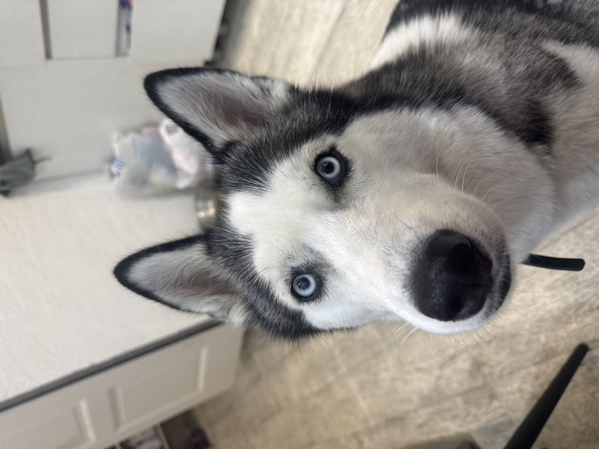 A close-up shot shows the face of a Siberian Husky. The dog has striking blue eyes, a black nose, and distinct black and white markings on its fur, characteristic of the breed. Its ears are upright and alert. The background appears to be an indoor setting, possibly a kitchen or living area, with a wooden floor and some blurry elements suggesting furniture and appliances. The image is taken from a slightly low angle, looking up at the dog. There are no people or other animals visible in the frame. The lighting is natural and appears to be from an overhead source. The dog's gaze is directed towards the camera. There is no information to suggest this image is from Tolyatti, Russia.
