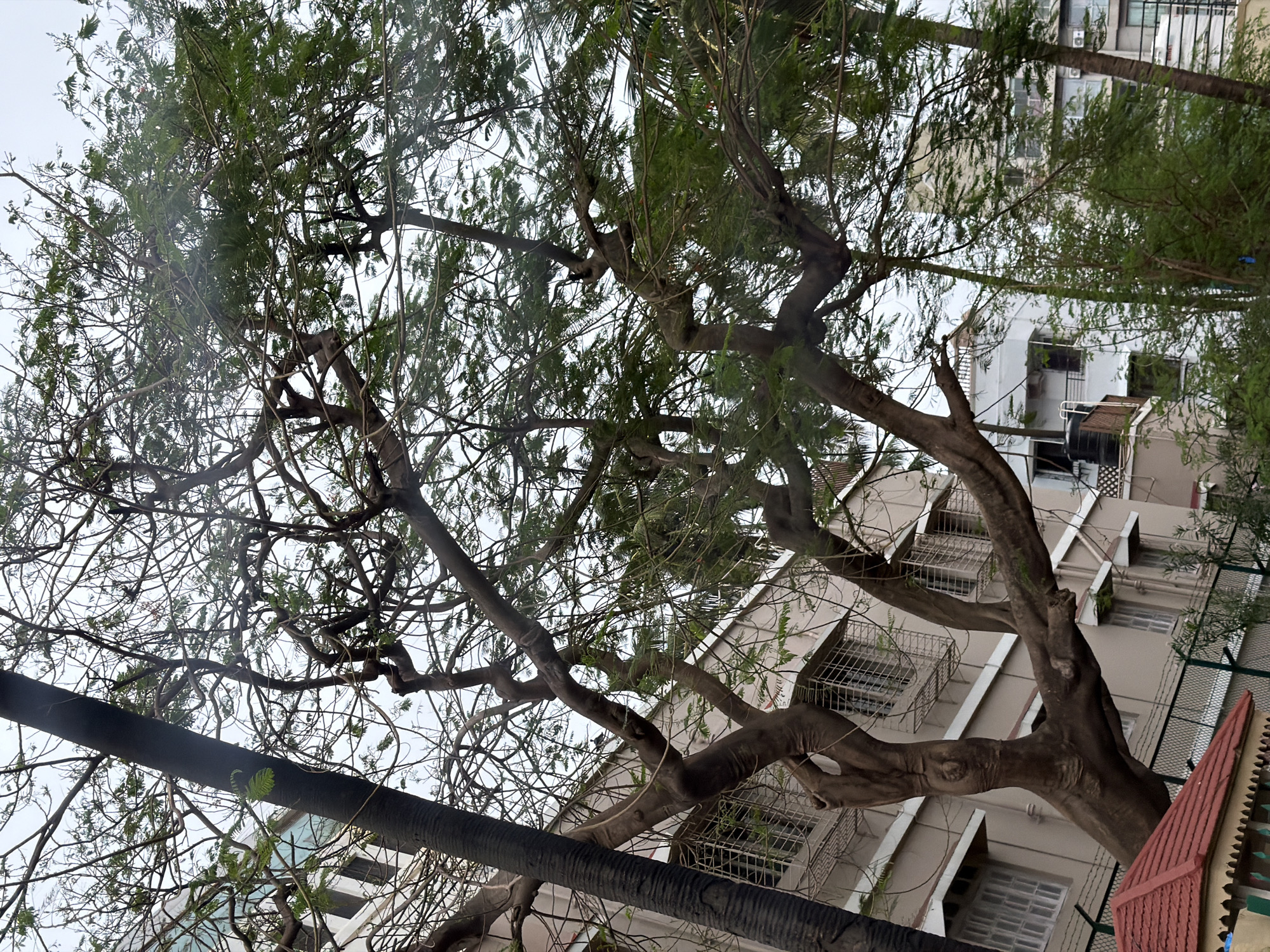 In Mumbai, India, an overhead view captures a cluster of apartment buildings partially obscured by the branches and foliage of large trees. The buildings are cream-colored, with multiple stories featuring windows, some with protective grates, and several air conditioning units visible. A dark, textured tree trunk dominates the left side of the frame, with its branches extending across the scene. The sky is overcast.