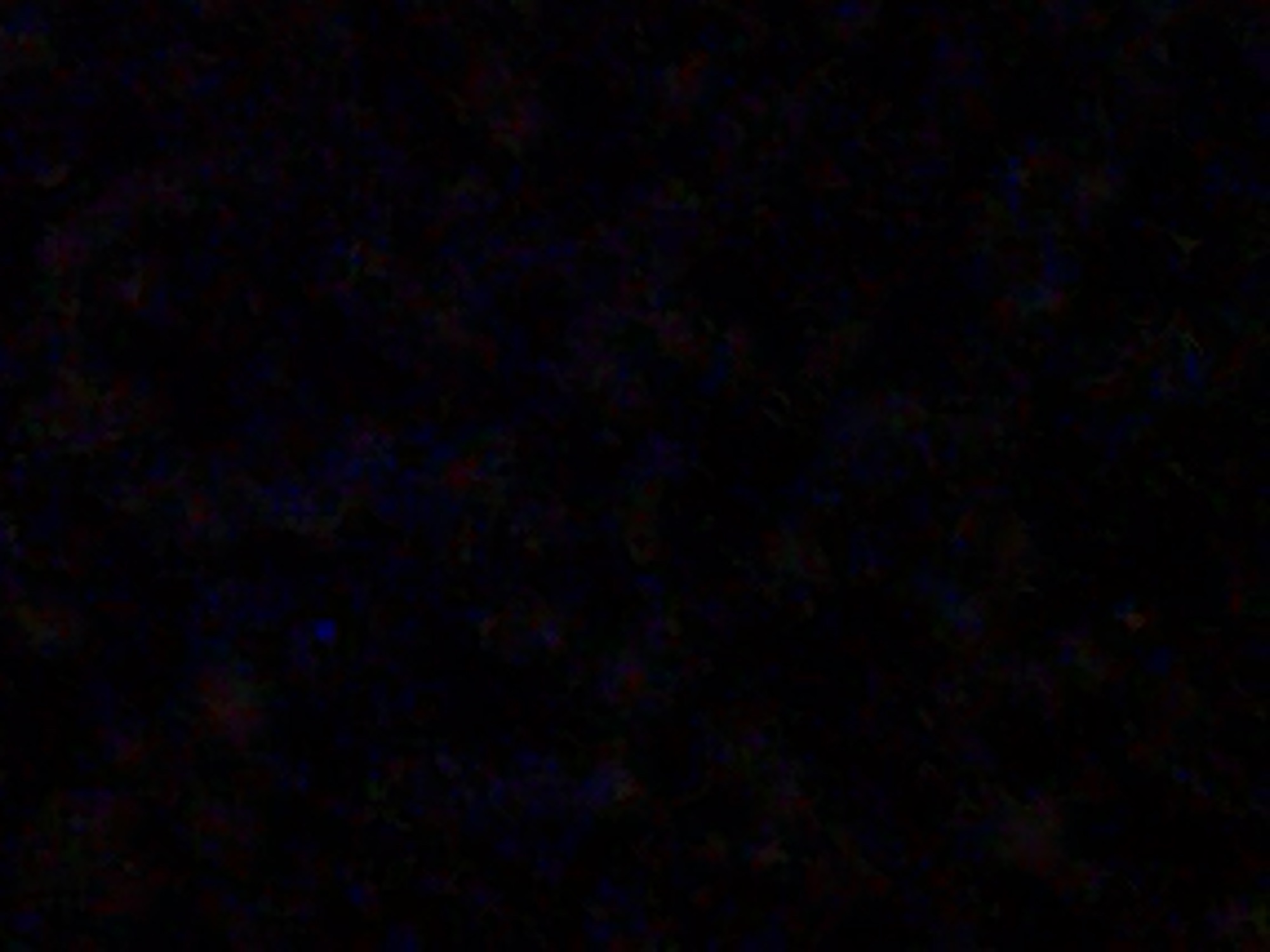 The image is extremely dark, with a low signal-to-noise ratio, making it difficult to discern specific details. The dominant color is black, with very faint hints of blue and red noise or light sources scattered throughout. There is a small, discernible blue speck in the upper center of the image. The overall impression is one of extreme darkness, possibly indicating a nighttime scene or an area with very low illumination. No specific objects, people, or environmental features are clearly identifiable within the provided image or its cropped versions. The location in Navbahor, Uzbekistan cannot be determined from the visual information available.