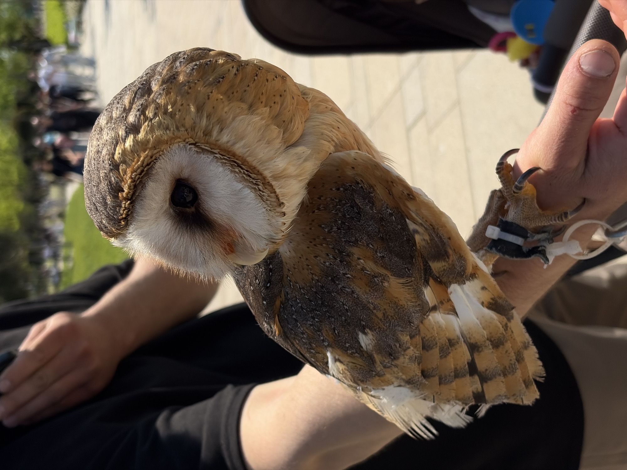A barn owl is perched on a person's gloveless hand. The owl has tan and brown plumage with a heart-shaped white facial disc. The person's hand is fair-skinned with a visible fingernail. The owl's talons are sharp and curved. The scene appears to be outdoors during the daytime. The background shows other people and greenery, suggesting a public space. The location in the city of Krasnodar, Russia, cannot be determined from the image alone.