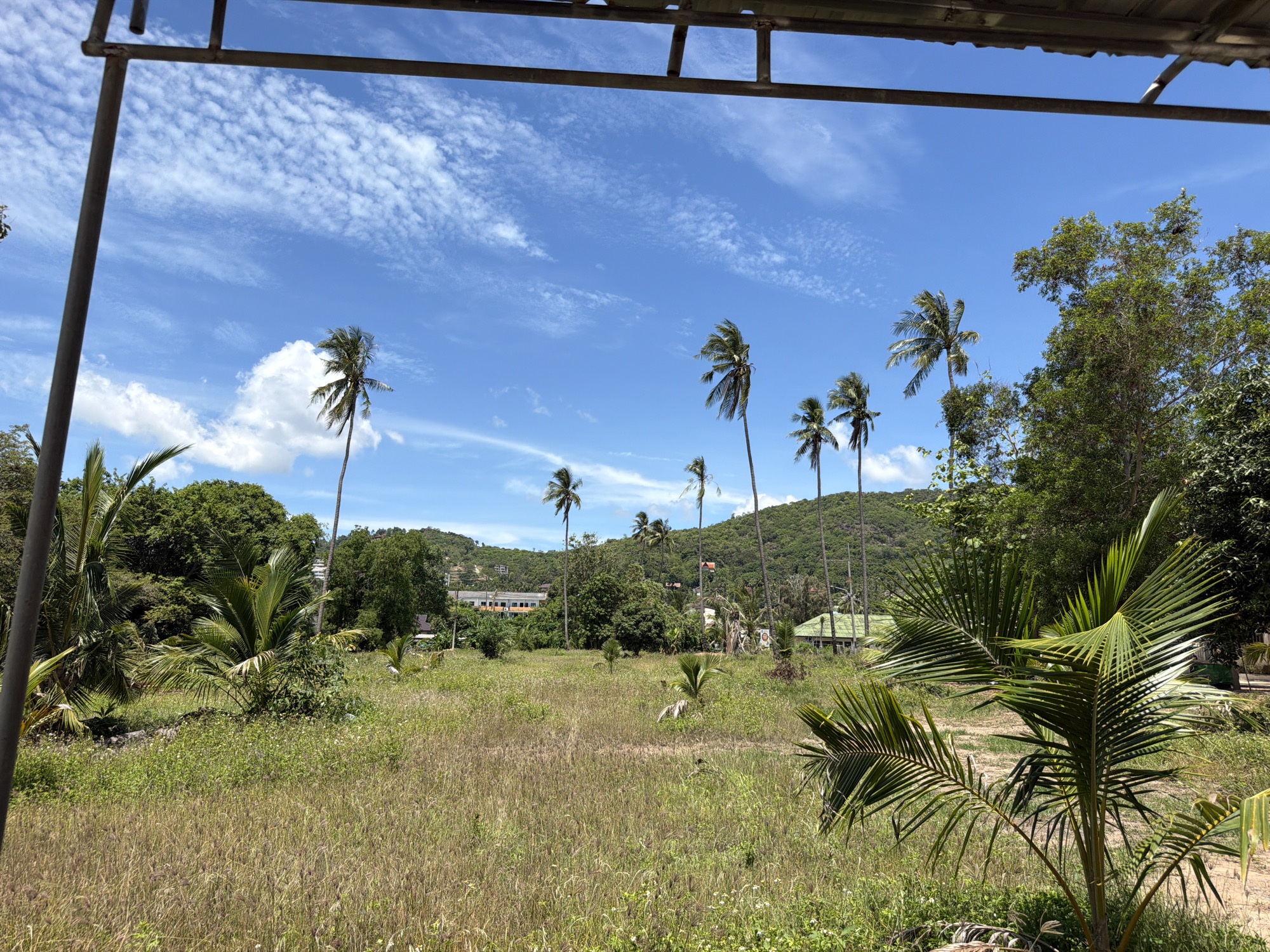 An outdoor, eye-level, medium shot depicts a tropical landscape with a clear blue sky filled with scattered white clouds. In the foreground, a patch of tall, dry grass is interspersed with green vegetation and a few smaller palm plants. The middle ground features a field of more lush, green grass with several mature palm trees scattered throughout. In the background, a lush green, tree-covered hill rises, with buildings visible amongst the trees. The buildings appear to be a multi-story structure with orange accents and a smaller, single-story structure with a green roof. The overall scene suggests a sunny day in a rural or semi-rural tropical setting. The location is identified as Baan Bo Phut, Thailand.