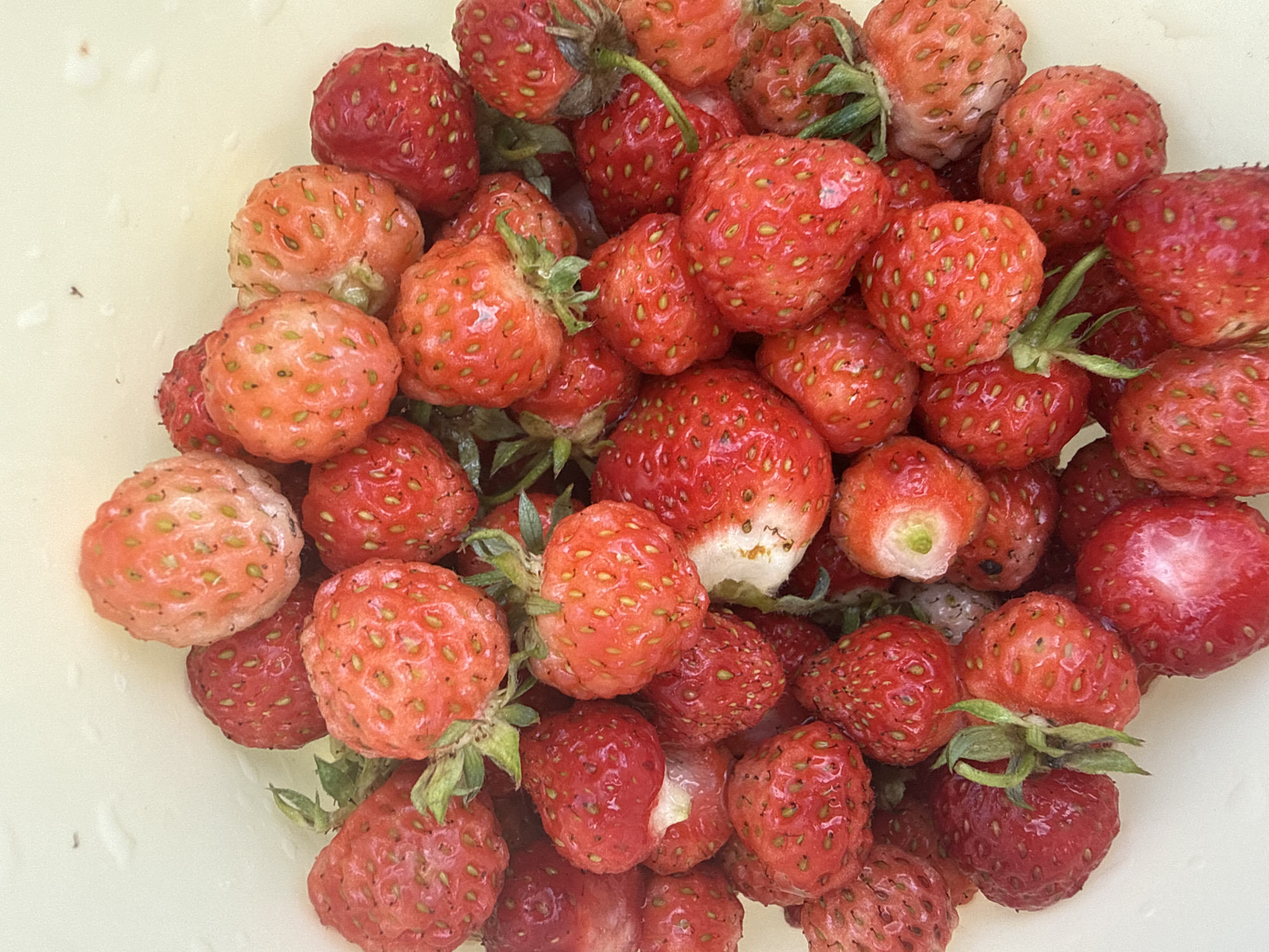 A top-down, close-up shot shows a pile of ripe strawberries in a light-colored bowl. The strawberries are a mix of bright red and pale pink, with visible seeds on their surface. Some of the strawberries have green stems and leaves attached. The lighting is bright, highlighting the glossy texture of the fruit. The background is a plain, light-colored surface, likely the inside of the bowl. The scene is domestic, suggesting a harvest or preparation for consumption. The image does not depict any specific location within Новое Село, Russia, as it is a close-up of food items without environmental context.