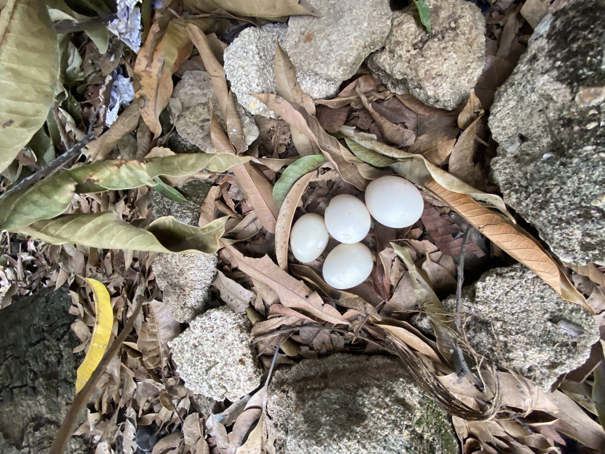 The image shows a close-up view of a ground surface in Gura Top, Nigeria. Decomposed leaves and rough, porous rocks cover the ground. Five smooth, white eggs are nestled amongst the leaves. There are no people visible in the scene.