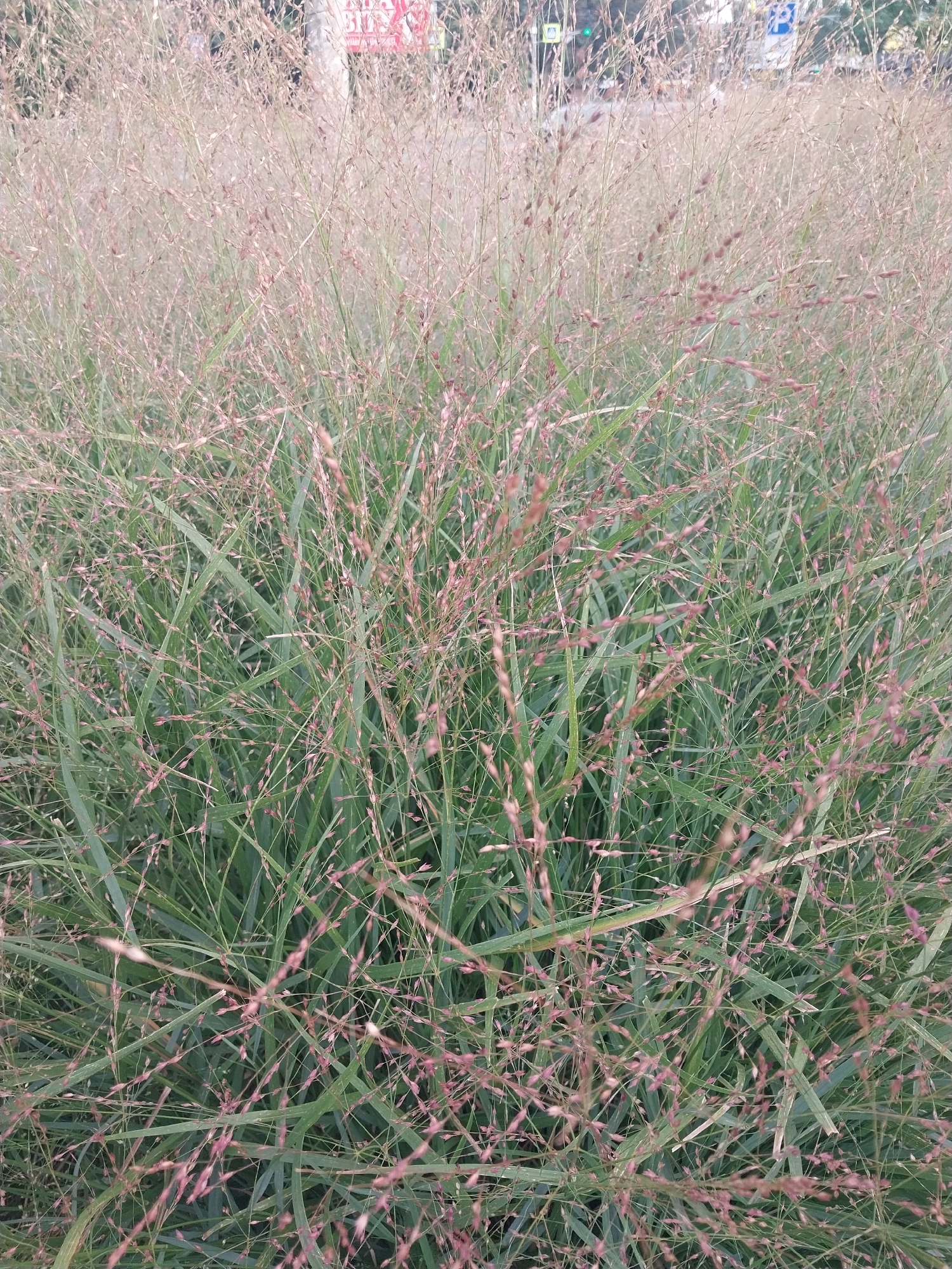 A close-up, eye-level shot captures a dense field of wild grass with slender green blades and numerous seed heads. The seed heads are predominantly a light tan color, with some showing hints of pink or reddish-brown. The grass is in focus, creating a textured, natural backdrop. In the background, slightly out of focus, are elements suggestive of an urban environment in Dnipro, Ukraine. These include what appear to be traffic signals, road signs, and the blurry shapes of buildings or structures. The lighting suggests it is daytime, possibly late afternoon or early morning given the soft light. No people or distinct objects are clearly identifiable in the background.