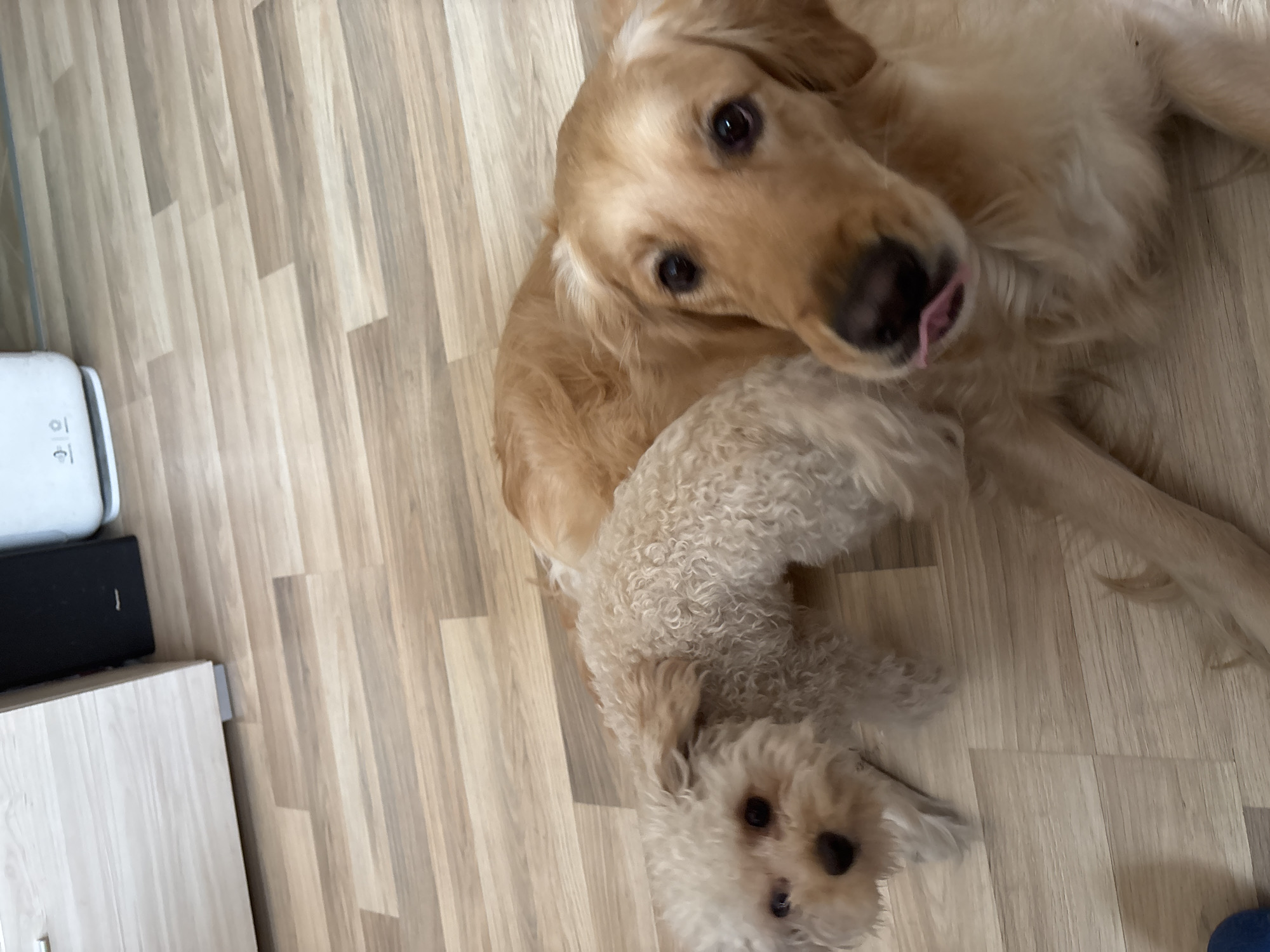 The image depicts a golden retriever lying on a light-colored, wood-patterned floor, with a smaller, light-brown poodle partially underneath it. The retriever has its tongue slightly protruding. In the lower left corner, parts of a white cabinet and a black box-shaped object are visible.
There is no information in the image to indicate that the location is Plovdiv, Bulgaria.