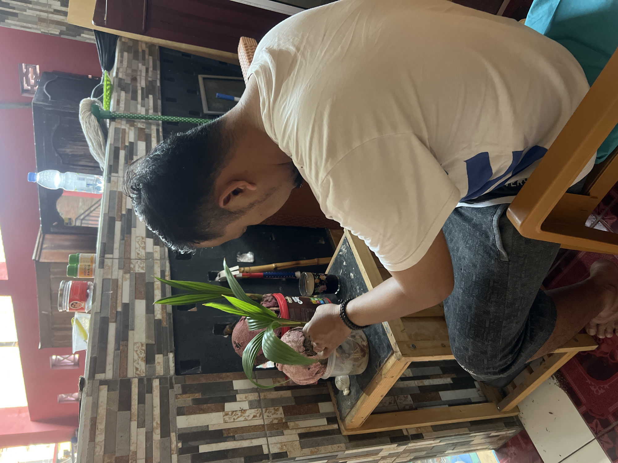 In Tlogoadi, Indonesia, a man is shown from the back, seated on a chair and looking down at a small potted plant on a wooden table. The plant appears to be a young coconut tree with visible roots. The man is wearing a white t-shirt with a blue design and dark pants. The table is positioned in front of a tiled wall. On the wall, shelves are visible with various items, including jars, bottles, and what appears to be a mop. The room is lit, suggesting it is daytime. The overall setting suggests a domestic or hobbyist environment.