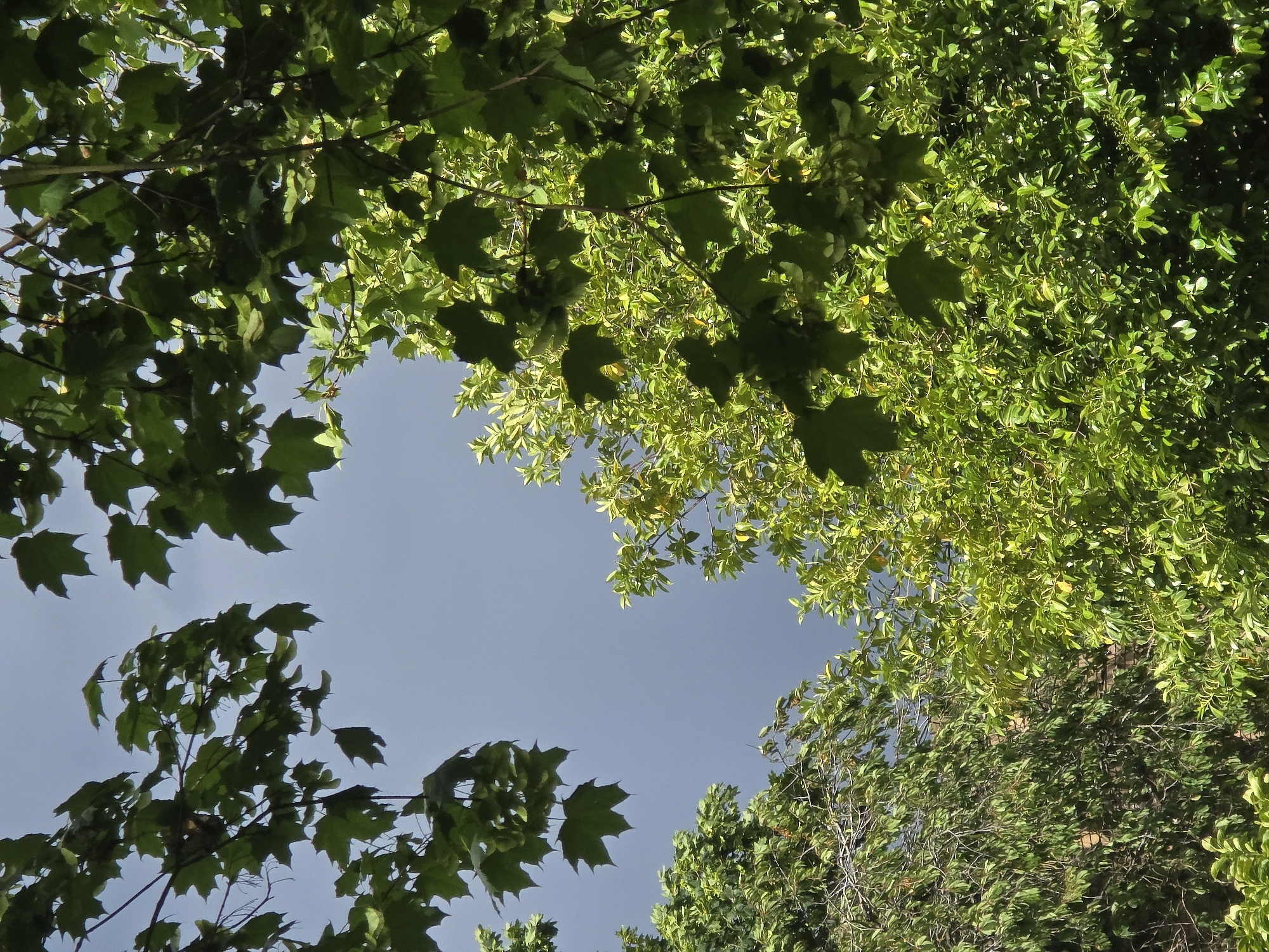 The image is a low-angle, upward view through the canopy of trees against a dark, overcast sky. The foliage is lush and predominantly green, with some leaves appearing yellow or lighter green, indicating sunlight filtering through. There are large, dark green leaves in the foreground, with pointed lobes, resembling maple leaves. In the background, the sky is a deep, muted gray, suggesting stormy or heavily clouded weather. The overall impression is one of dense vegetation framing a gloomy sky. No people, animals, or man-made structures are clearly visible. The scene is likely an outdoor setting, possibly a park or garden, but without specific landmarks to pinpoint a location within Northampton, United Kingdom.
