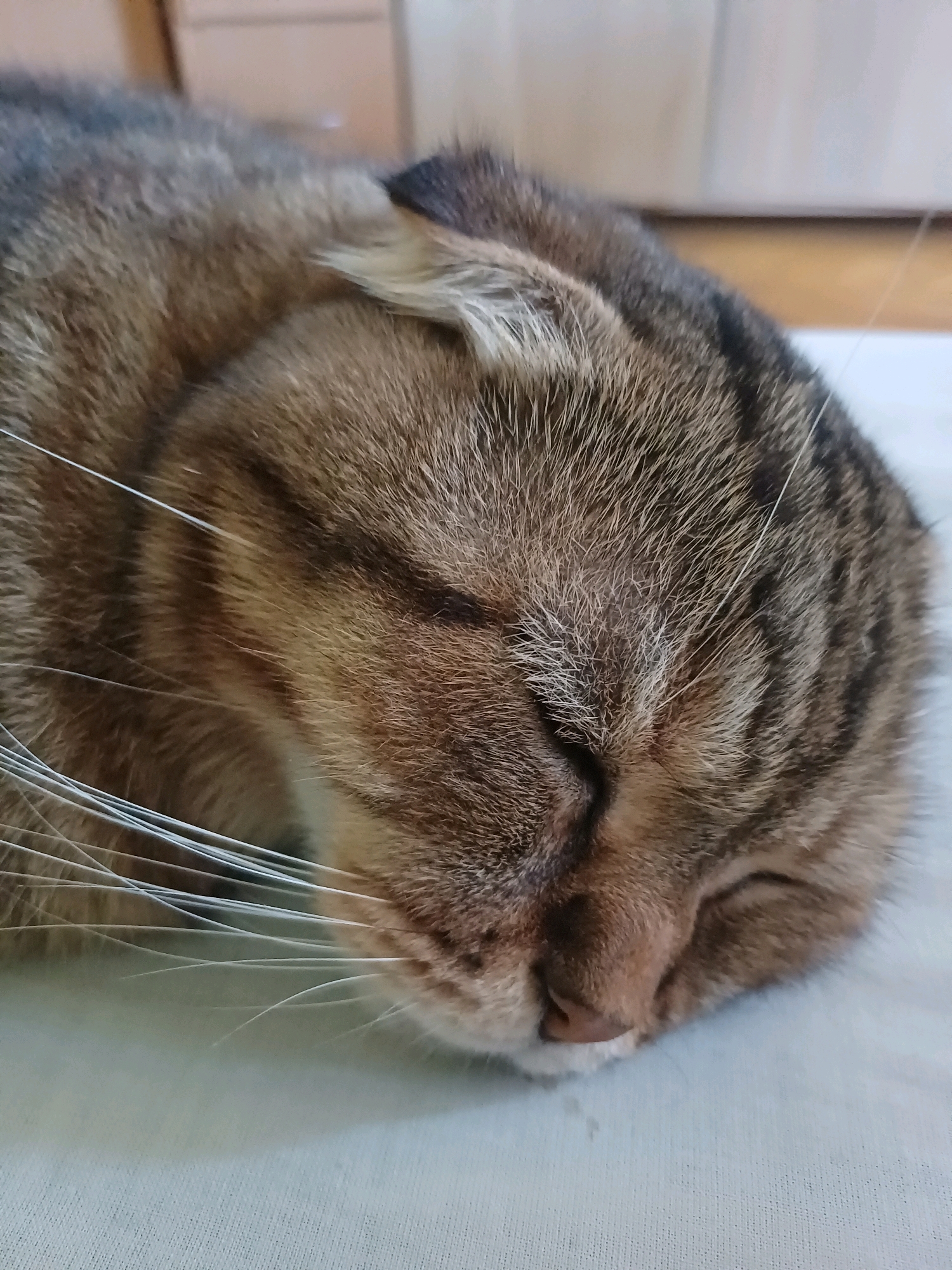 A close-up, eye-level, static shot captures a sleeping tabby cat resting on a light-colored, textured surface. The cat's head is angled downwards, with its eyes closed and ears folded back. The fur exhibits a pattern of brown and black stripes. Long, white whiskers fan out from the cat's muzzle. The background is blurred, showing hints of furniture and a light-colored wall. There is no discernible location within the city of Kyiv, Ukraine.