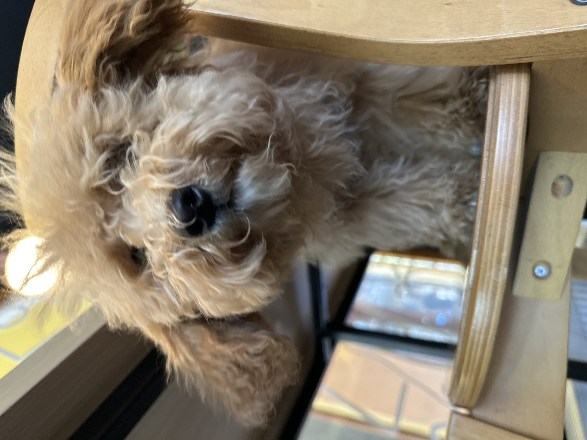 A close-up shot shows a tan-colored poodle with curly fur looking down towards the camera. The dog's face is partially obscured by its fur, but its black nose is clearly visible. The dog appears to be positioned in a wooden chair. The chair's construction is visible, with wooden struts and curved elements. Background details include a windowsill and reflections of exterior structures, possibly indicating an indoor setting in Novi Sad, Serbia.