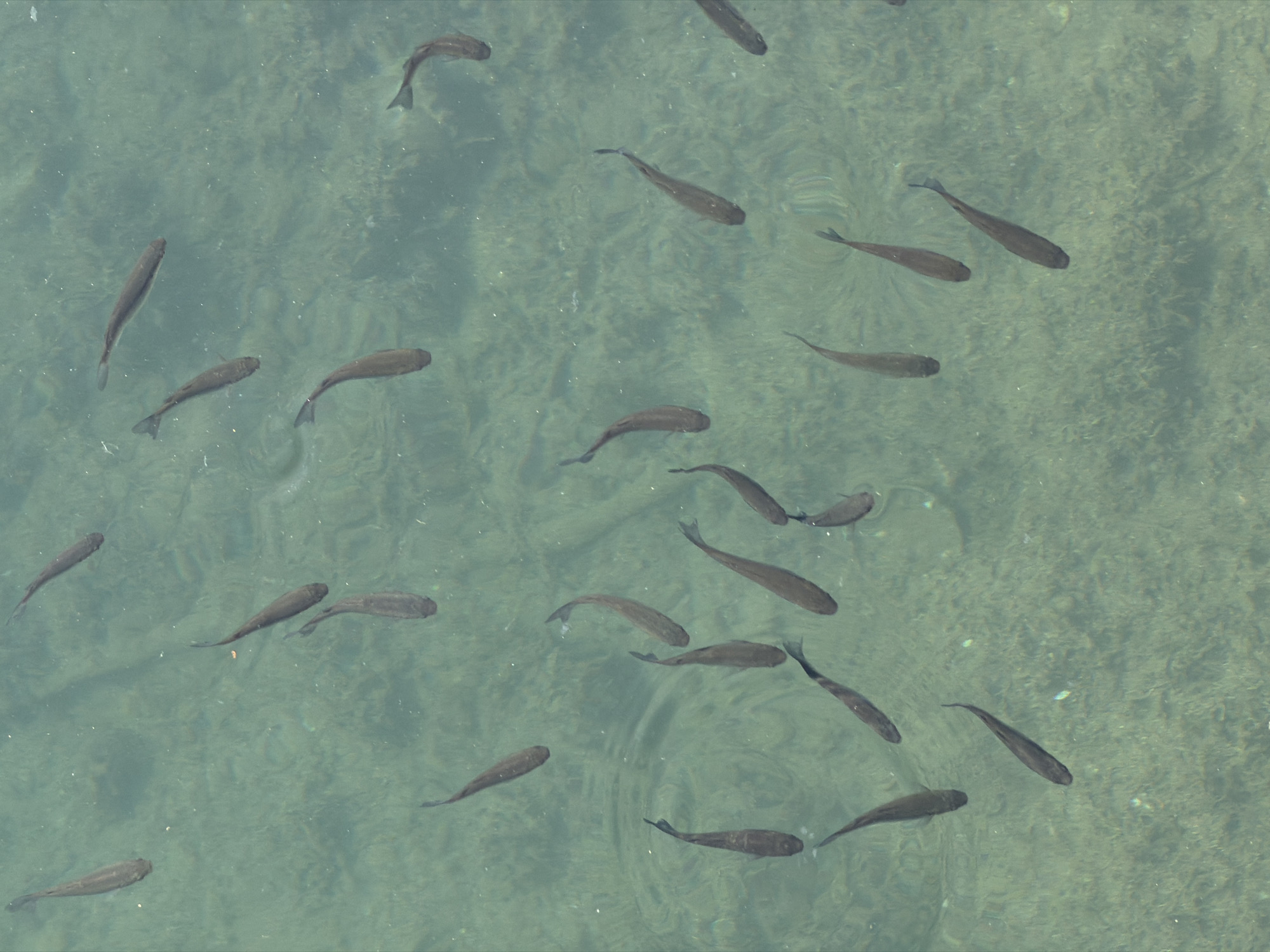 The image shows several fish swimming in clear, shallow water. The water has a slightly greenish tint, and the bottom is visible, appearing sandy or stony. The fish are small, dark-colored, and vary in orientation, suggesting natural movement in the water. The scene takes place at Plitra beach.
