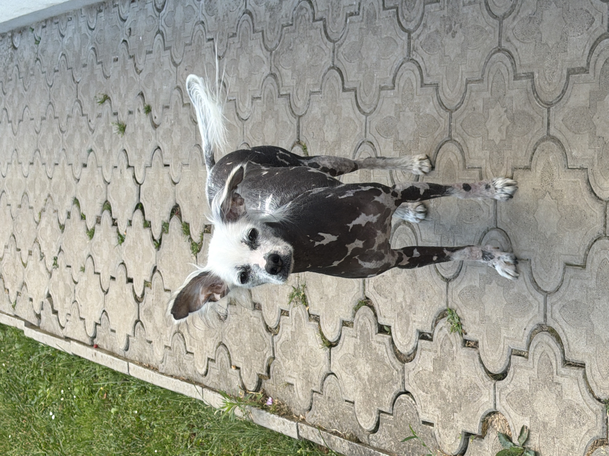 In the city of Kozova, Ukraine, a Chinese Crested dog stands on a patterned concrete walkway. The dog, with its distinctive sparse white fur and dark patches, faces the camera. Its ears are erect, and its tail is held high and bushy with white fur. The walkway is bordered on the left by a patch of green grass with some small white flowers. The overall scene is outdoors during daylight.