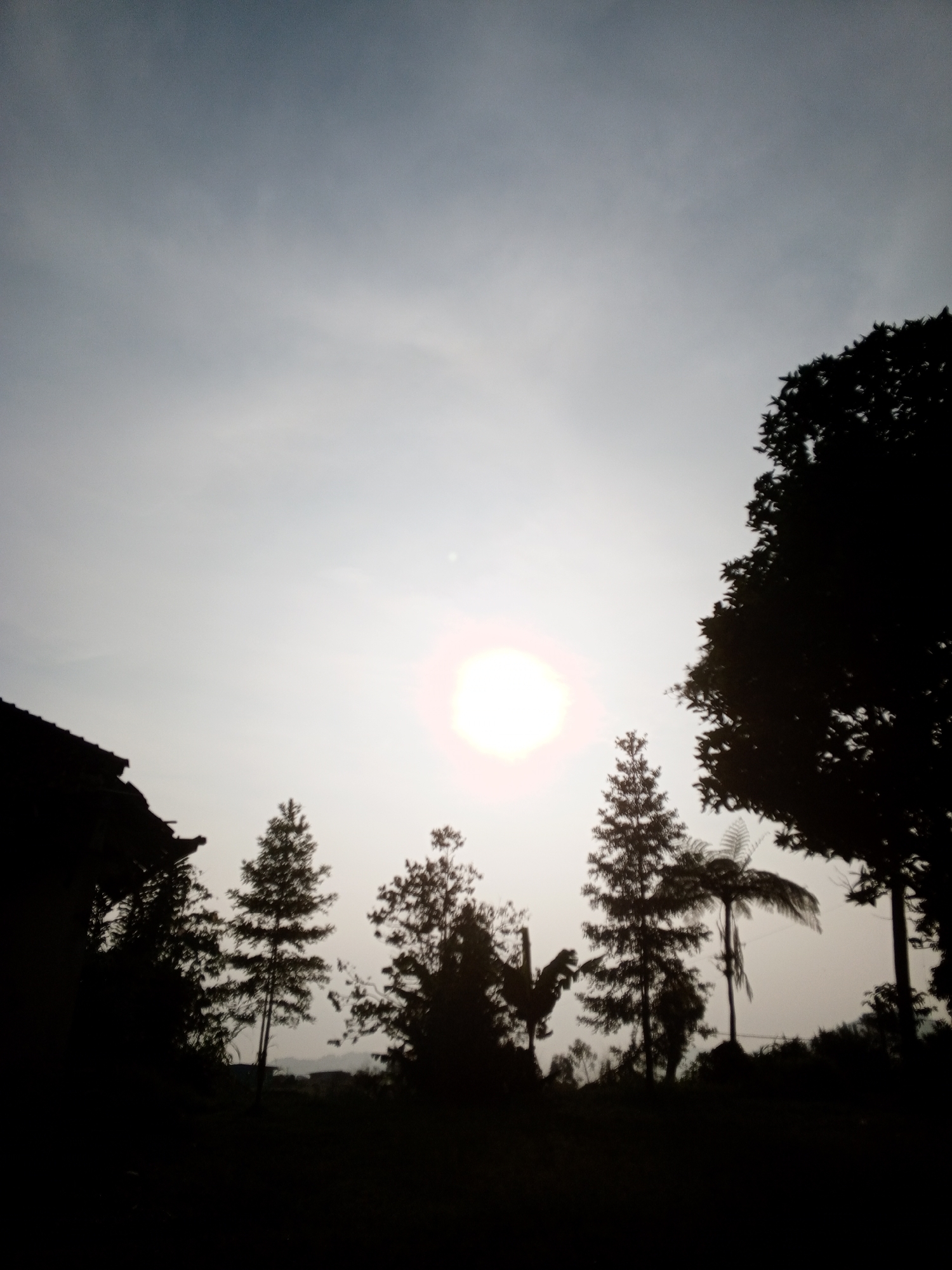 The image shows a silhouette of trees and a building roof against a bright, hazy sky with the sun visible in the center. The location is likely Kudawa, Sri Lanka, based on the request. Three pine trees are present, as well as a palm tree, which may be a fern palm. Other foliage obscures the ground.