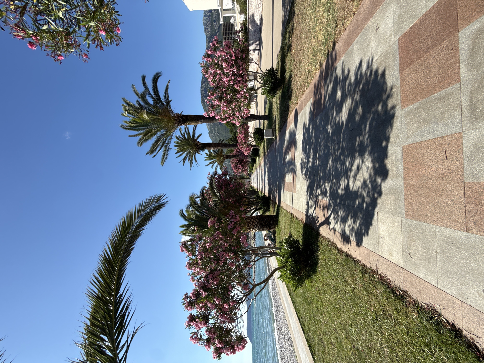 The image captures a sunny day along the promenade in the city of Bar, Montenegro. The scene is dominated by a paved walkway with a pattern of light gray and reddish-brown tiles, bordered by a strip of green grass. Lush green grass lines the left side of the walkway, separating it from a pebble beach and the calm, blue sea. Palm trees are interspersed with vibrant pink flowering trees, creating a picturesque Mediterranean ambiance. The clear, bright blue sky above shows a few scattered shadows from the trees on the pavement. In the background, mountains rise, suggesting the city's coastal location. A white building with modern architecture is visible on the right side of the promenade. A person is seated on a lounge chair on the grass near the sea, enjoying the serene atmosphere.