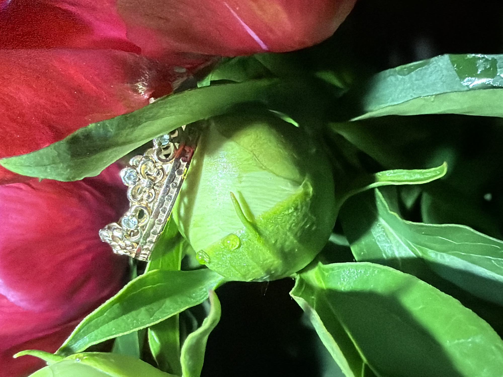 The image presents a detailed, close-up shot of a vibrant floral arrangement featuring a red peony flower, a green peony bud, and a small decorative crown. A large, deep red peony flower occupies the left and upper parts of the frame, showcasing its soft, velvety petals, which appear slightly out of focus in some areas, emphasizing the texture.
Centrally located is a fresh, bright green peony bud, still tightly closed, indicating it has yet to bloom. Several small, clear water droplets are visible on the surface of the bud and some of its surrounding green leaves, suggesting dew or recent watering. The leaves themselves are a rich green, with visible veins and slightly varied tones, and some are sharply in focus.
Nestled between the red peony petals and the green foliage, slightly to the left of the bud, is a small, ornate, gold-colored ornament. This piece is shaped like a miniature crown or tiara, intricately designed with delicate scrollwork and embedded with several tiny, sparkling clear stones.
The background is dark, almost black, which creates a strong contrast and makes the vibrant colors of the flora and the metallic gleam of the crown stand out prominently. The lighting appears focused and controlled, highlighting the textures and details of the subjects. There is no visible text in the image. The composition conveys a blend of natural beauty and elegant adornment. The scene is situated in Chaikovsky, Russia.