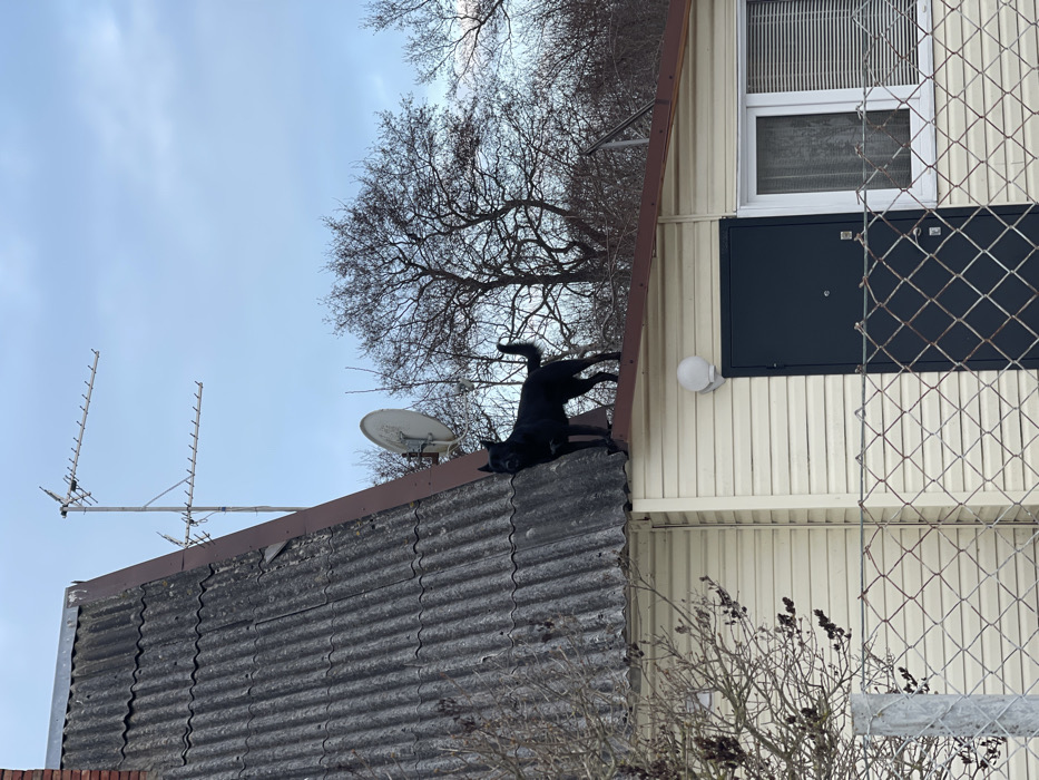 The scene depicts a black dog standing on the lower roof section of a two-story building in Morskoye, Russia. The building features an upper, steeply pitched roof covered with dark gray corrugated sheets, likely asbestos cement, showing weathering and minor damage. A multi-element Yagi antenna array is mounted on a pole near the peak of this upper roof. Below the main roofline, a cream-colored building facade with horizontal siding is visible. A dark blue/gray metal door with a small circular peephole is centered on this lower section, topped by a white spherical outdoor light fixture. To the right of the door is a white-framed window with closed horizontal blinds. The dog, a medium-sized canine with short black fur and a curled tail, is positioned on the slightly sloped, dark brown roof section that extends over the cream-sided facade. Its head is turned towards the viewer. In the background, numerous bare deciduous trees and shrubs are visible under an overcast, light blue-gray sky. A white satellite dish is mounted on the side of the upper roof structure, partially obscured. A chain-link fence runs across the foreground, partially obscuring the lower portion of the building.