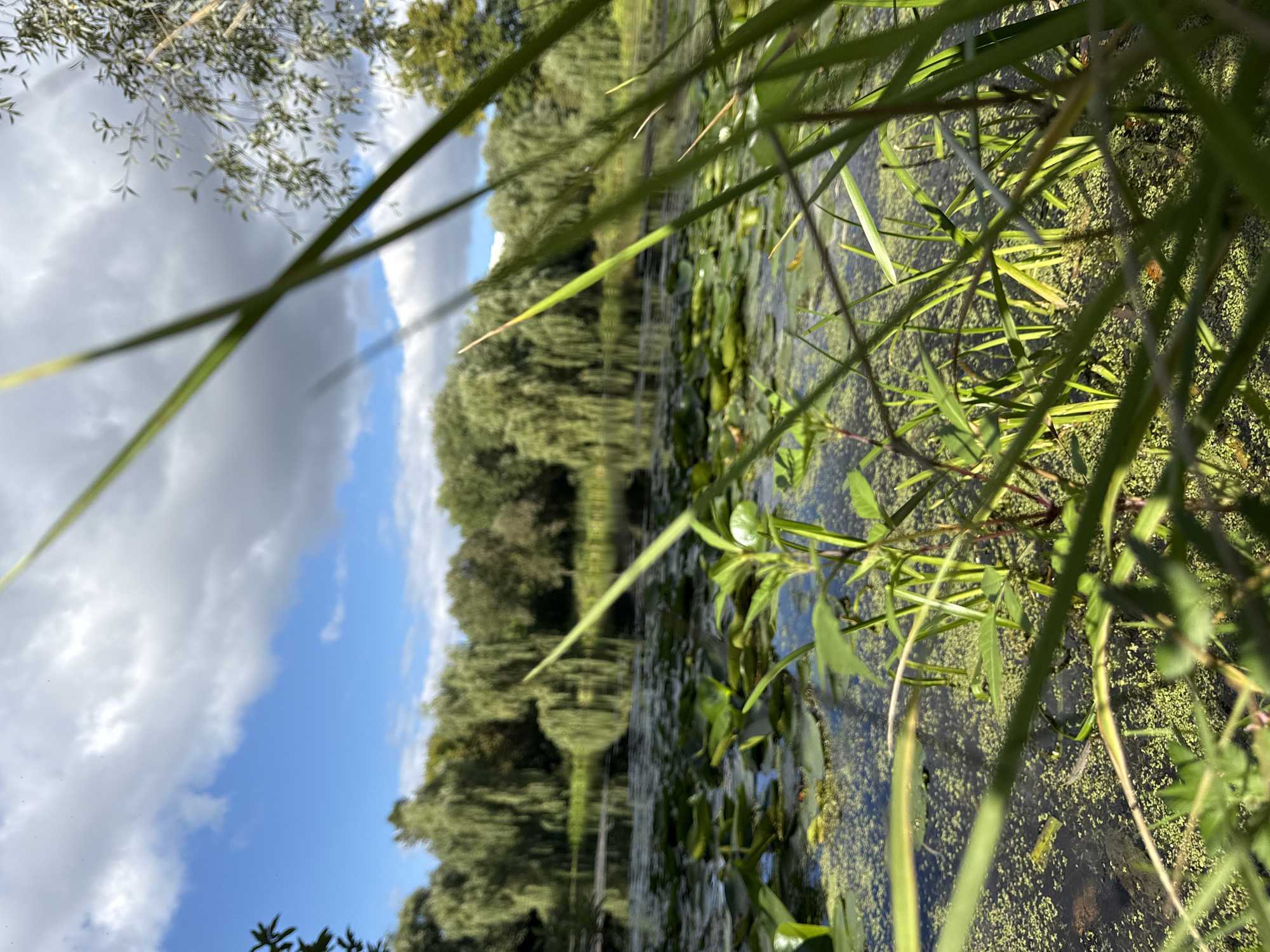 The image depicts a tranquil natural scene at a pond in Dolgoprudny, Russia. In the foreground, tall green blades of grass partially obscure the view. Beyond the grass, a body of water is covered with numerous lily pads and green algae. The water reflects the sky, which is a mix of blue with scattered white clouds. In the background, a dense line of trees, including willows with their characteristic drooping branches, borders the pond. The overall impression is one of peaceful, natural beauty.
