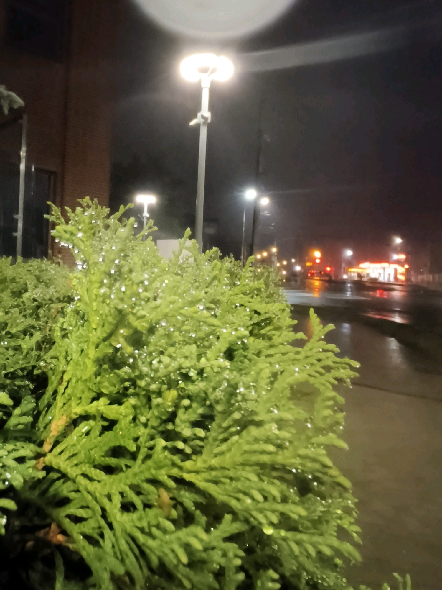 The image depicts a close-up view of a green coniferous bush covered in water droplets, likely from rain, at night. The bush occupies the foreground. In the background, a street lamp illuminates the scene, casting a bright glow. Further in the background, out-of-focus lights from buildings and possibly vehicles can be seen, suggesting an urban environment. The ground appears wet, reflecting the lights, indicating it has been raining or is currently raining. There are no people visible in the image. The overall impression is of a damp, dimly lit urban nightscape, with the focus on the textured foliage of the bush. The location is Lviv, Ukraine.