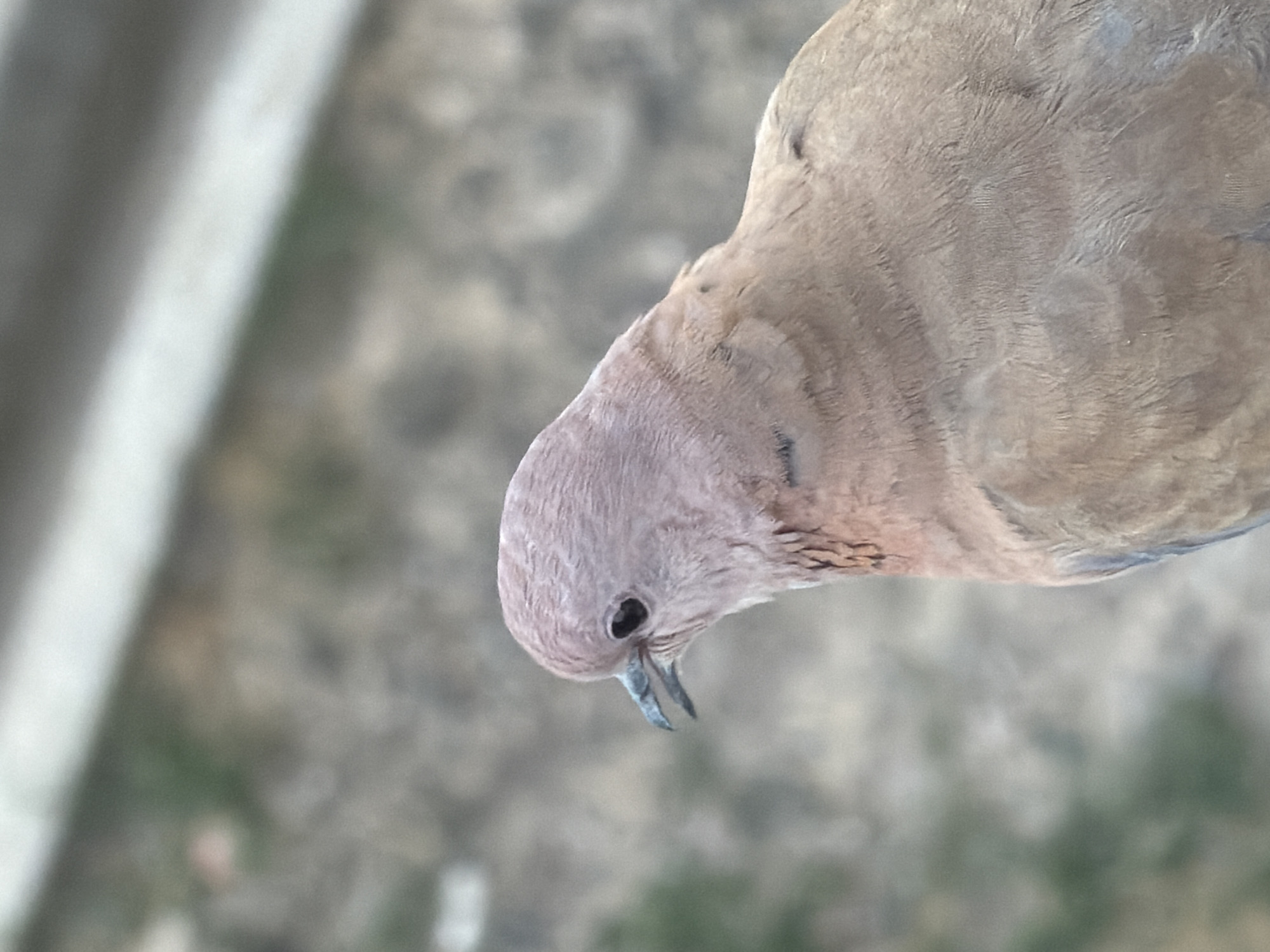 A close-up, head-and-shoulders shot of a dove is presented, with its body facing right and its head turned slightly to the left. The dove's feathers are a soft, dusty brown with some subtle variations in color. Its eye is a dark, round pupil with a lighter iris, and its beak is a dark gray, slightly open. The background is blurred, suggesting an outdoor environment with hints of green foliage and a light-colored surface, possibly a wall or railing. The overall impression is one of natural simplicity. This image was captured in Chirchik, Uzbekistan.
