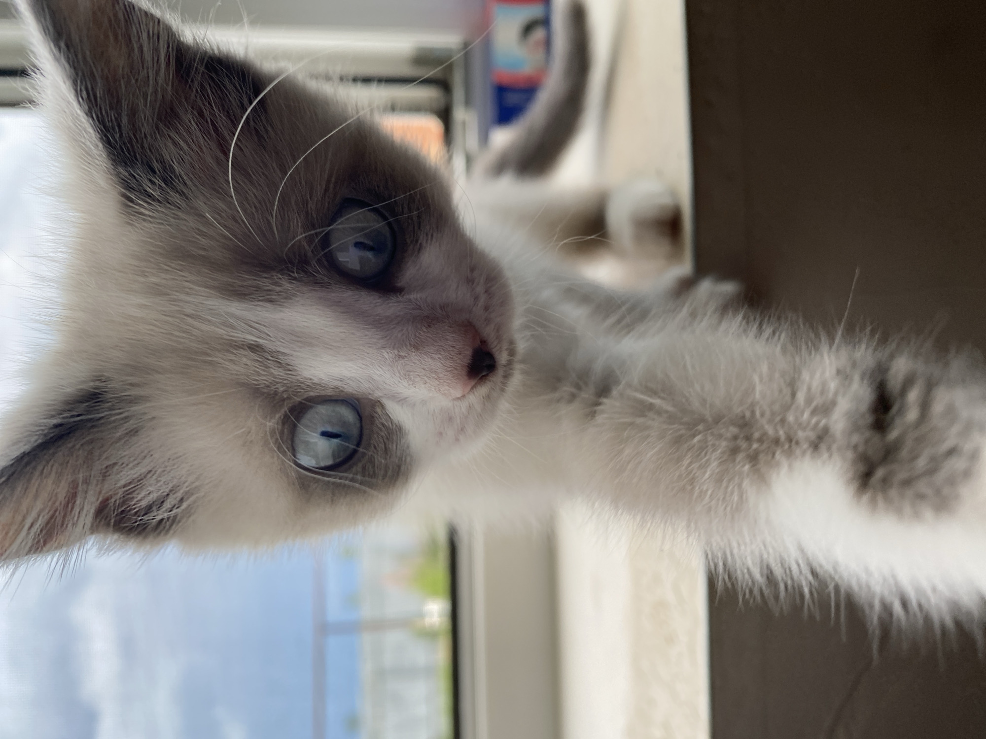 This is a close-up, low-angle, eye-level shot of a young kitten with wide blue eyes and soft grey and white fur. The kitten is positioned in the foreground, with its face filling most of the frame. Its right paw is extended towards the camera, and its fur is slightly blurred due to the close proximity and focus on the kitten's face.
In the background, out of focus, is a window with a view of a partly cloudy sky and some greenery. A ledge or windowsill is visible below the kitten. The overall environment appears to be indoors near a window. The image does not contain any information or context related to the city of Kisliakovskaya, Russia.