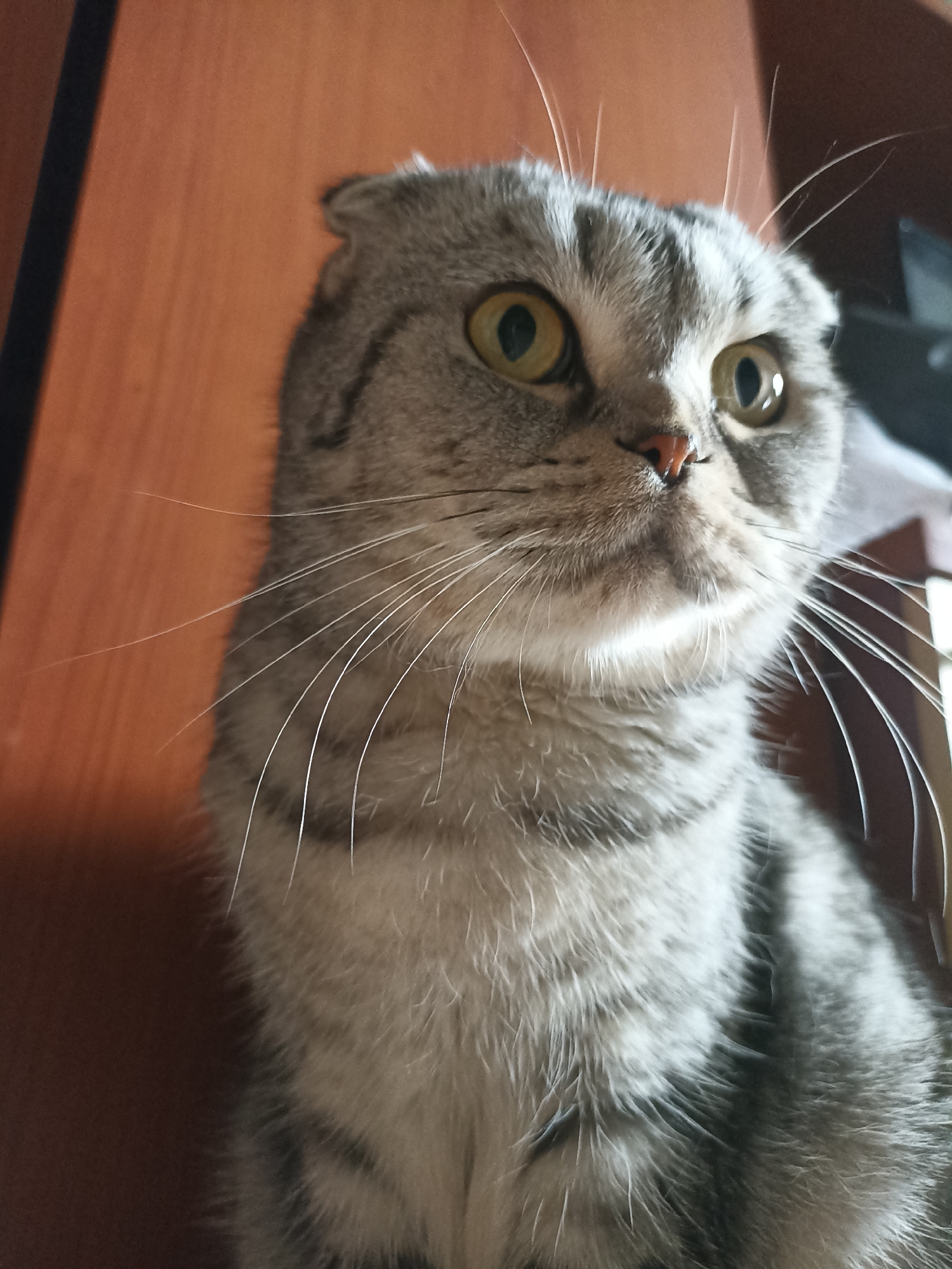 A medium shot shows a Scottish Fold cat looking upwards to the right of the frame. The cat is gray tabby with yellow-green eyes and distinctive folded ears. Its whiskers are long and spread out. The background is a warm, brown wooden surface, possibly a piece of furniture, with a darker vertical element on the left side. The lighting is dim and warm, creating shadows on the cat's face. The image appears to be an indoor photograph taken in Novosibirsk, Russia.