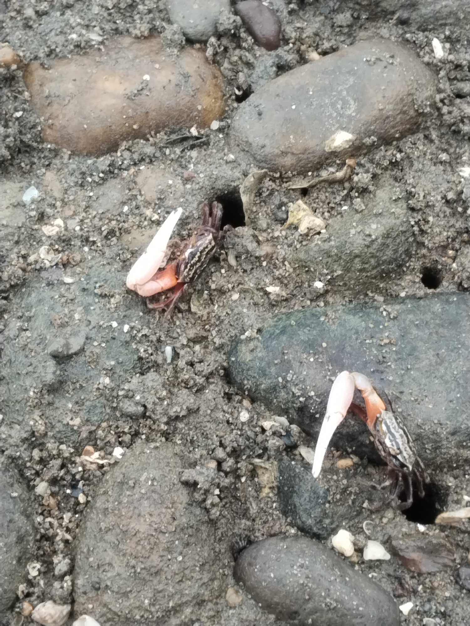 The image shows two crabs with their large claws visible, partially submerged in wet sand and mud. The crabs are surrounded by smooth, rounded stones of various sizes and gray, gritty sediment. One crab is positioned in the lower right of the frame, with its claw raised and pointing upwards and to the left. The other crab is located to the upper left of the first, with its claw also prominently displayed. The environment appears to be a tidal flat or muddy shoreline. There are small holes in the sediment, possibly crab burrows. The overall color palette is muted grays, browns, and some hints of pink and orange from the crabs' claws. There are no people or any other recognizable objects or structures. The scene is an outdoor, natural environment. The location is identified as a muddy shoreline or tidal flat in Lhokseumawe, Indonesia.